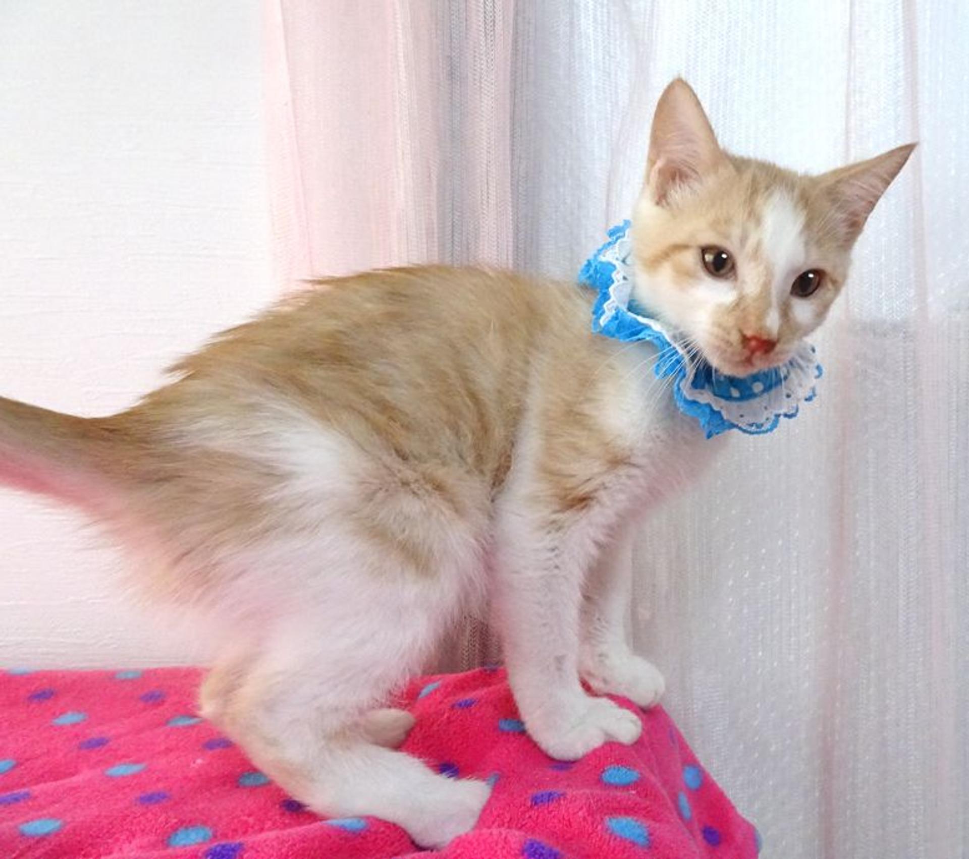 pet-image-4