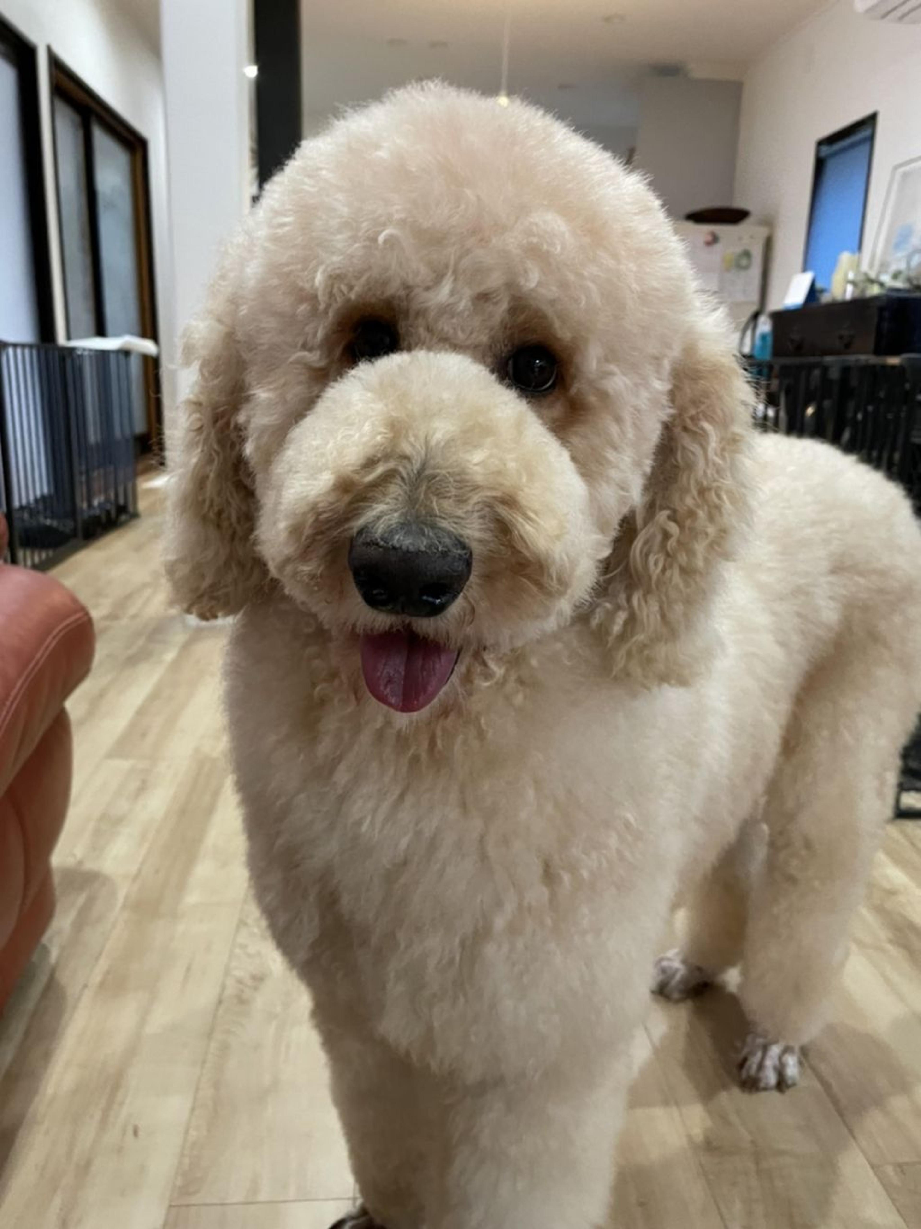 pet-image-2