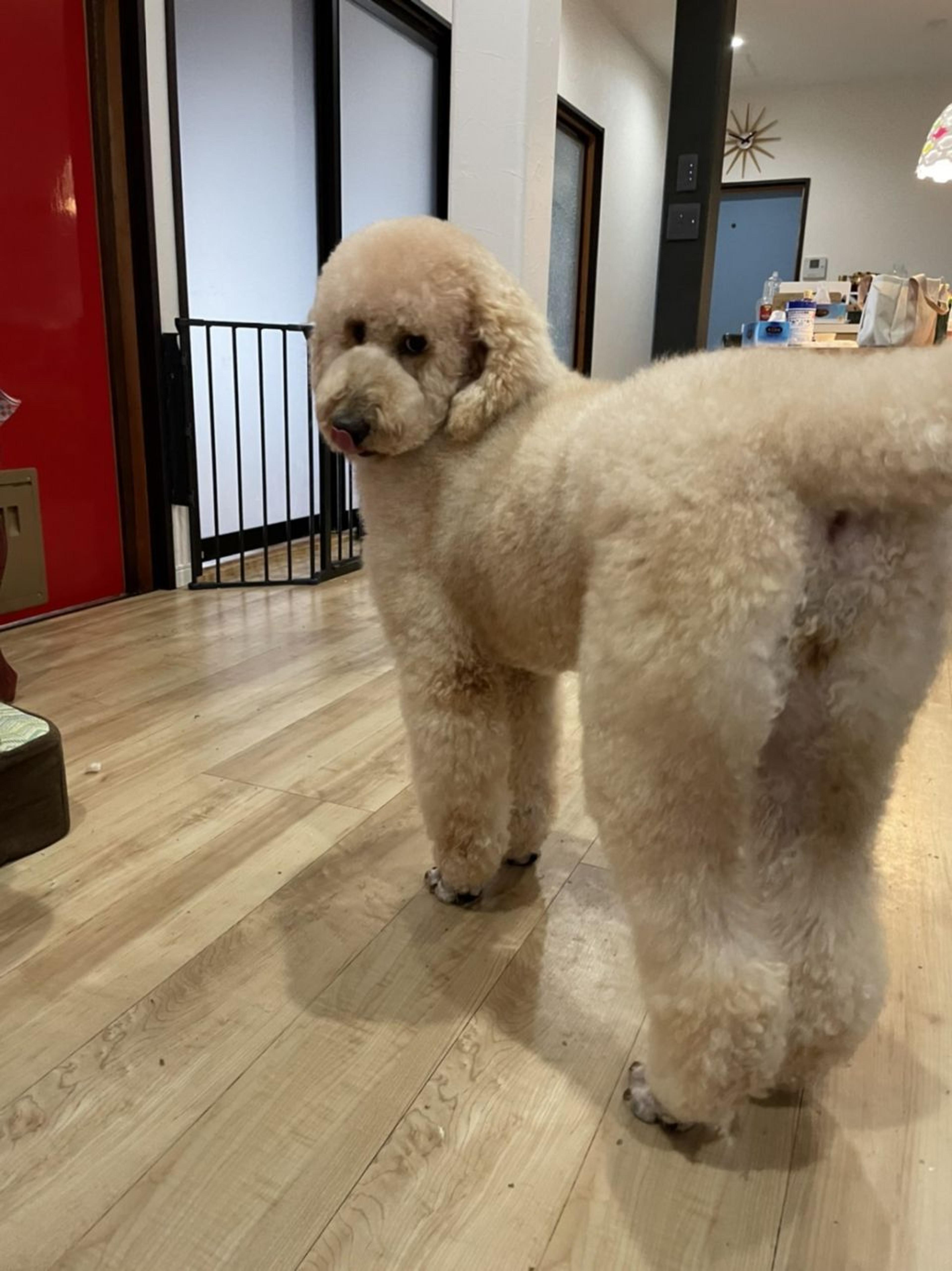 pet-image-3
