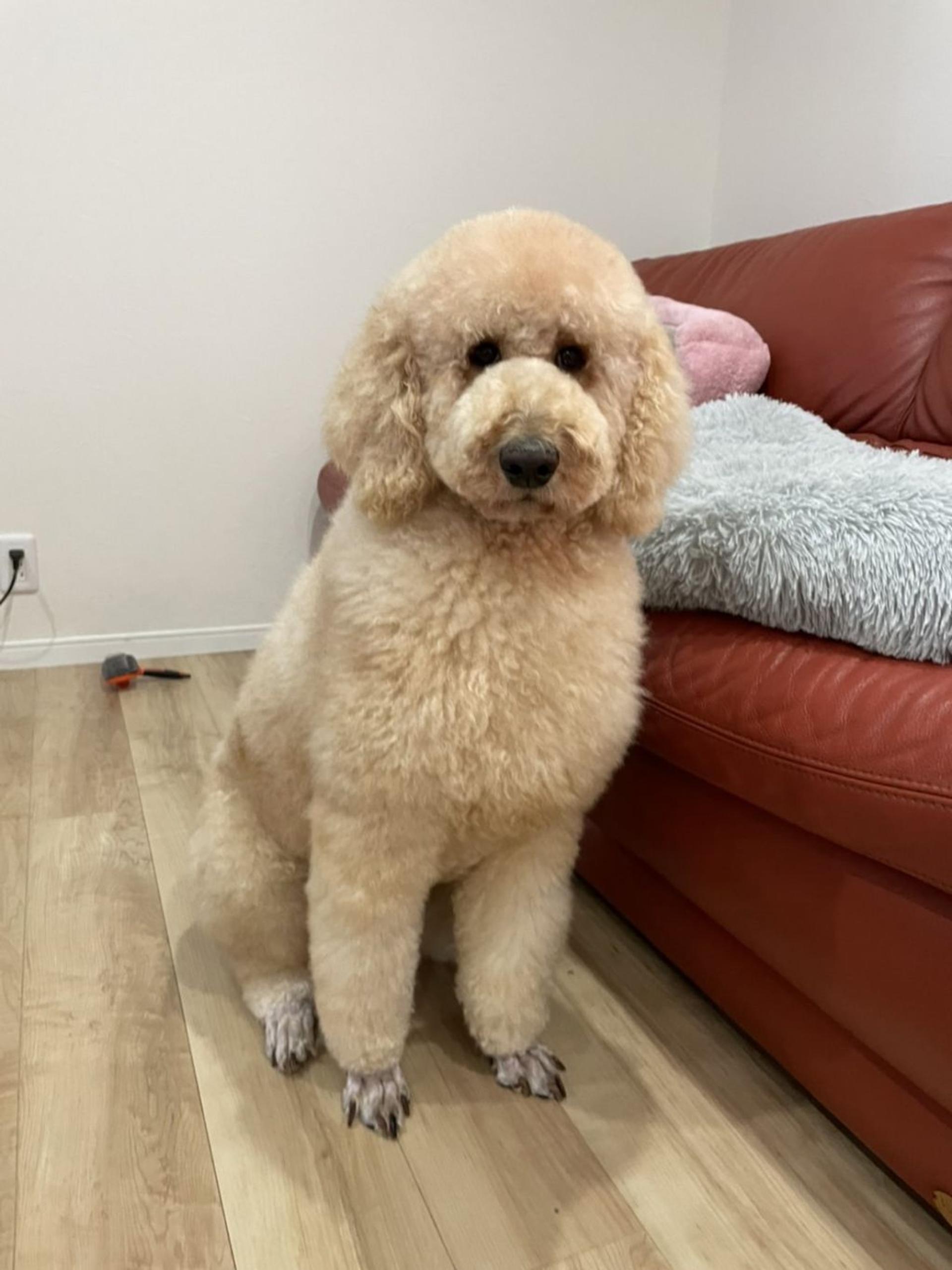 pet-image-4