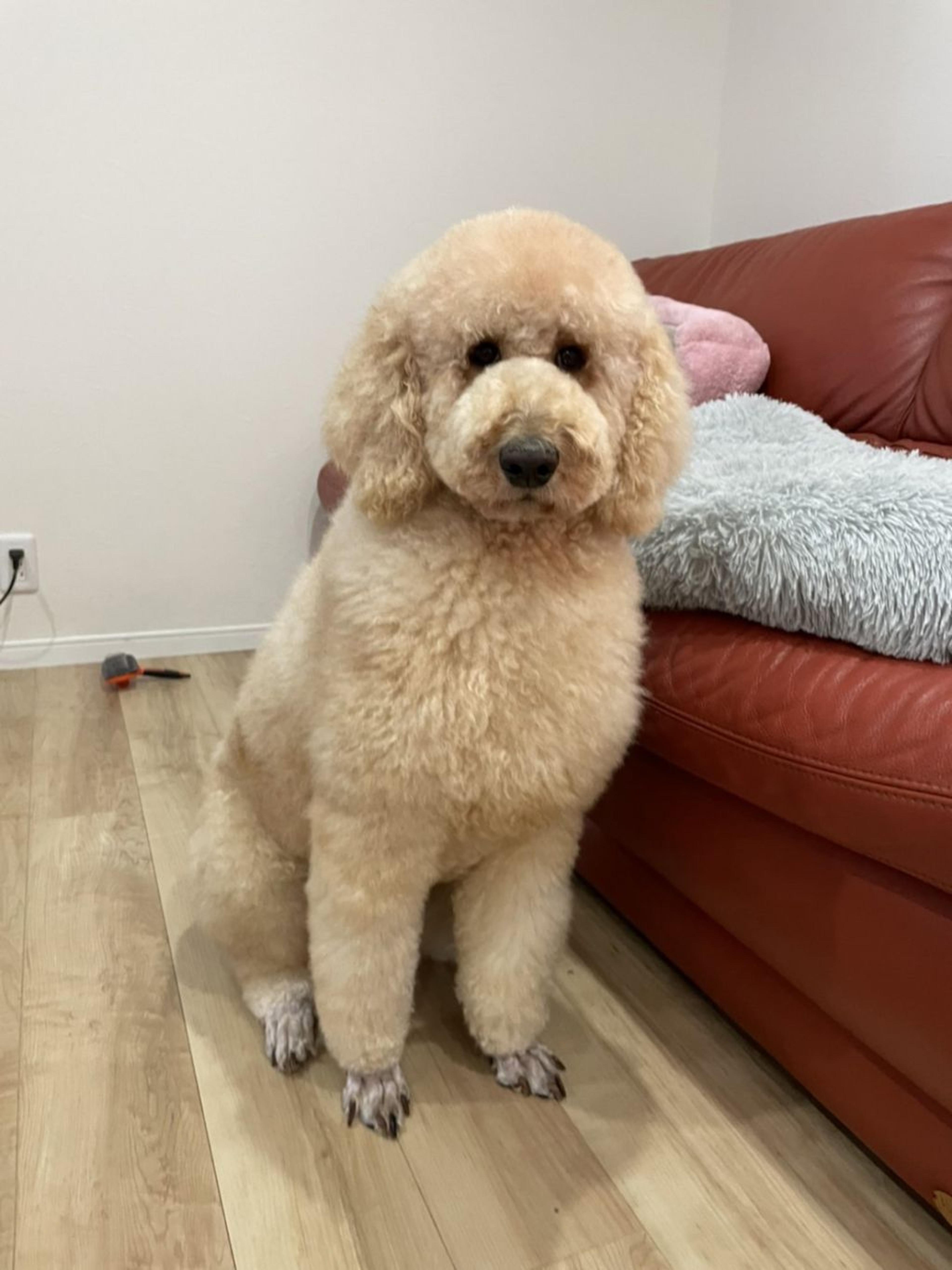 pet-image-4