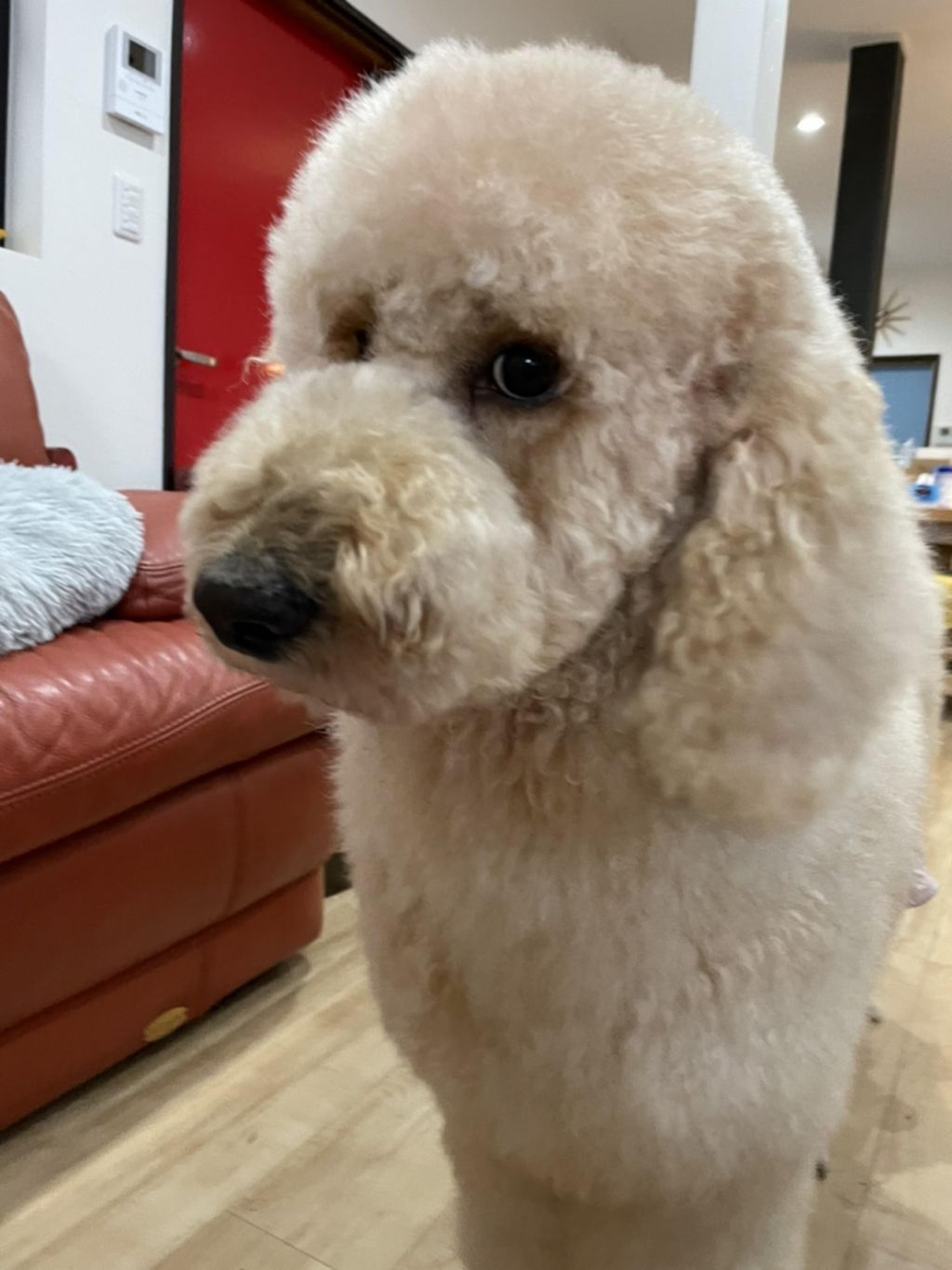 pet-image-5