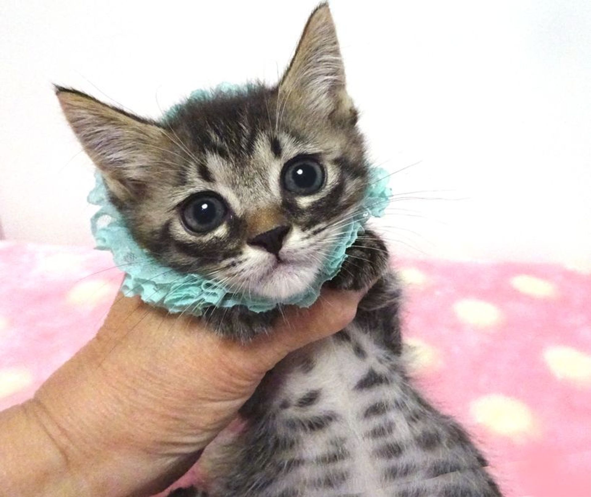 雑種（ミックス猫）・オスの里親募集の写真