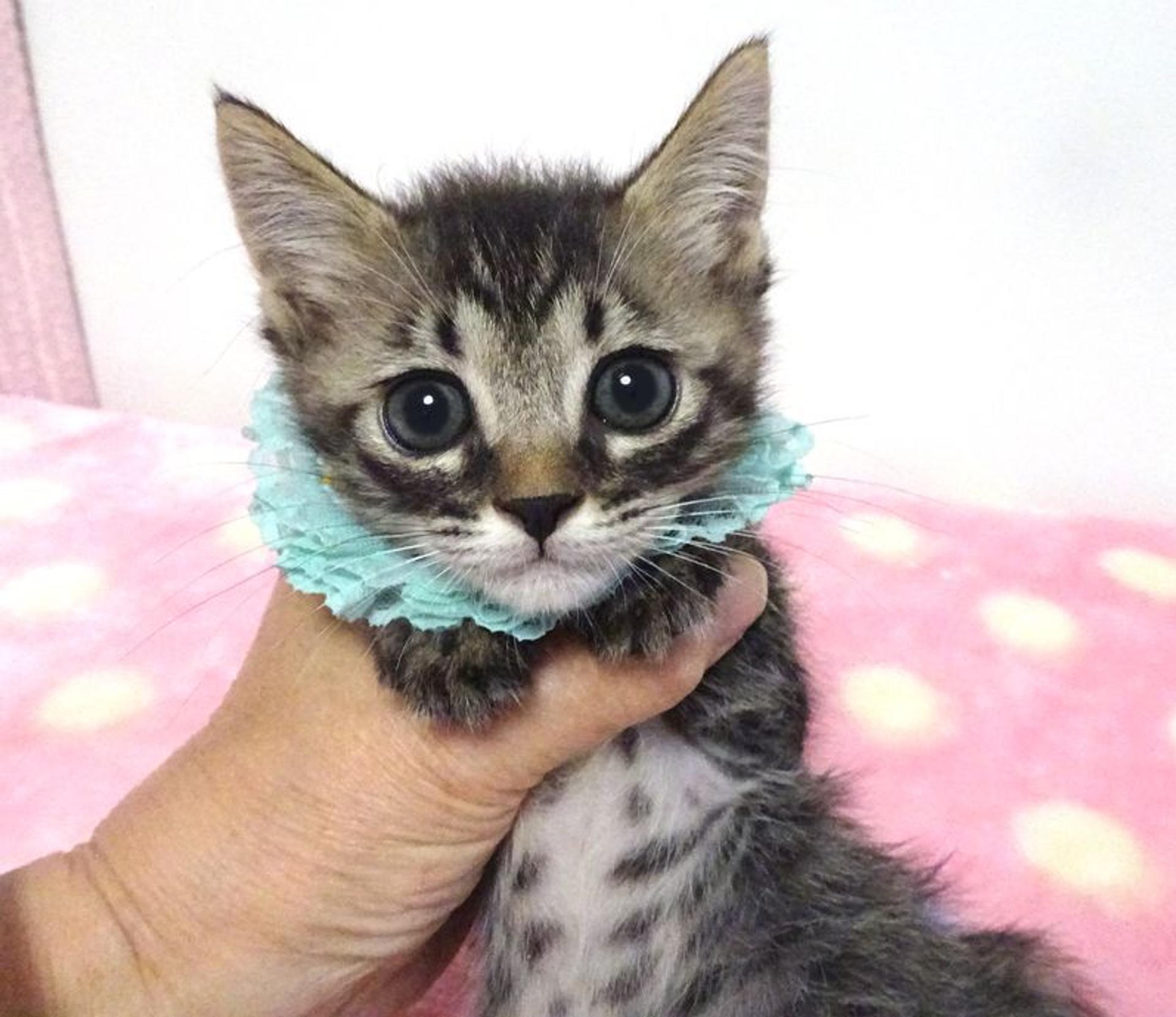 pet-image-3
