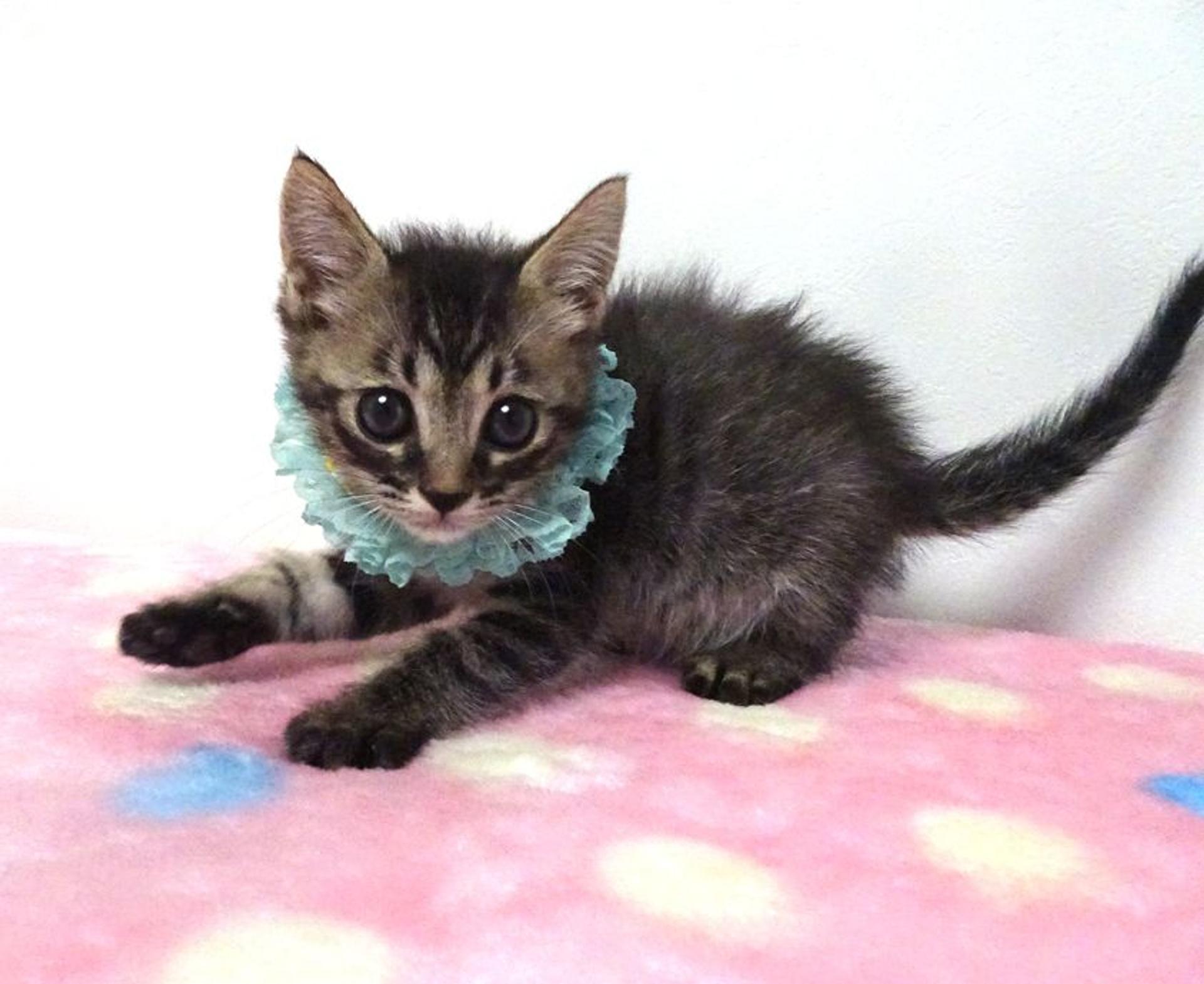pet-image-4