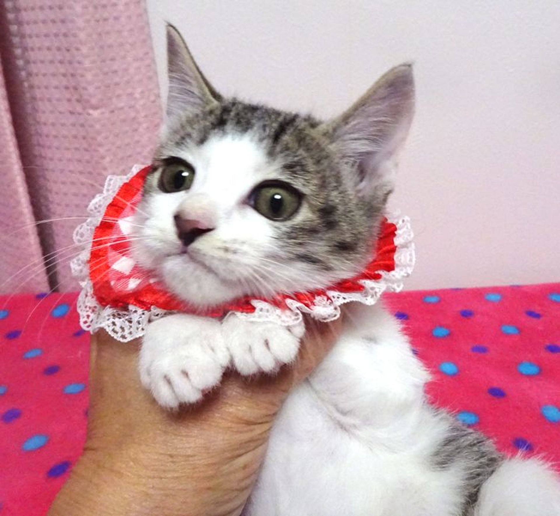 雑種（ミックス猫）・メスの里親募集の写真