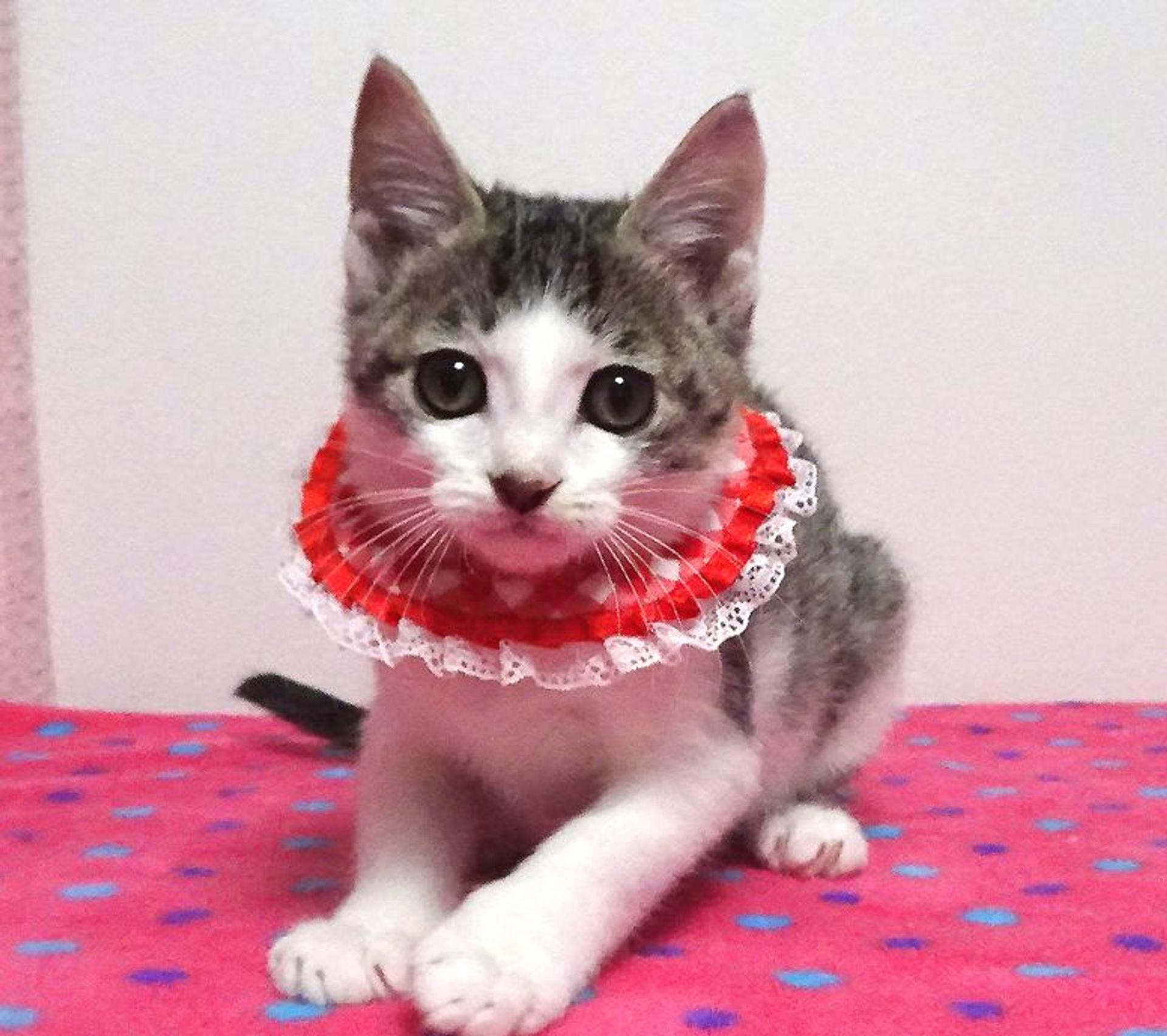 pet-image-2