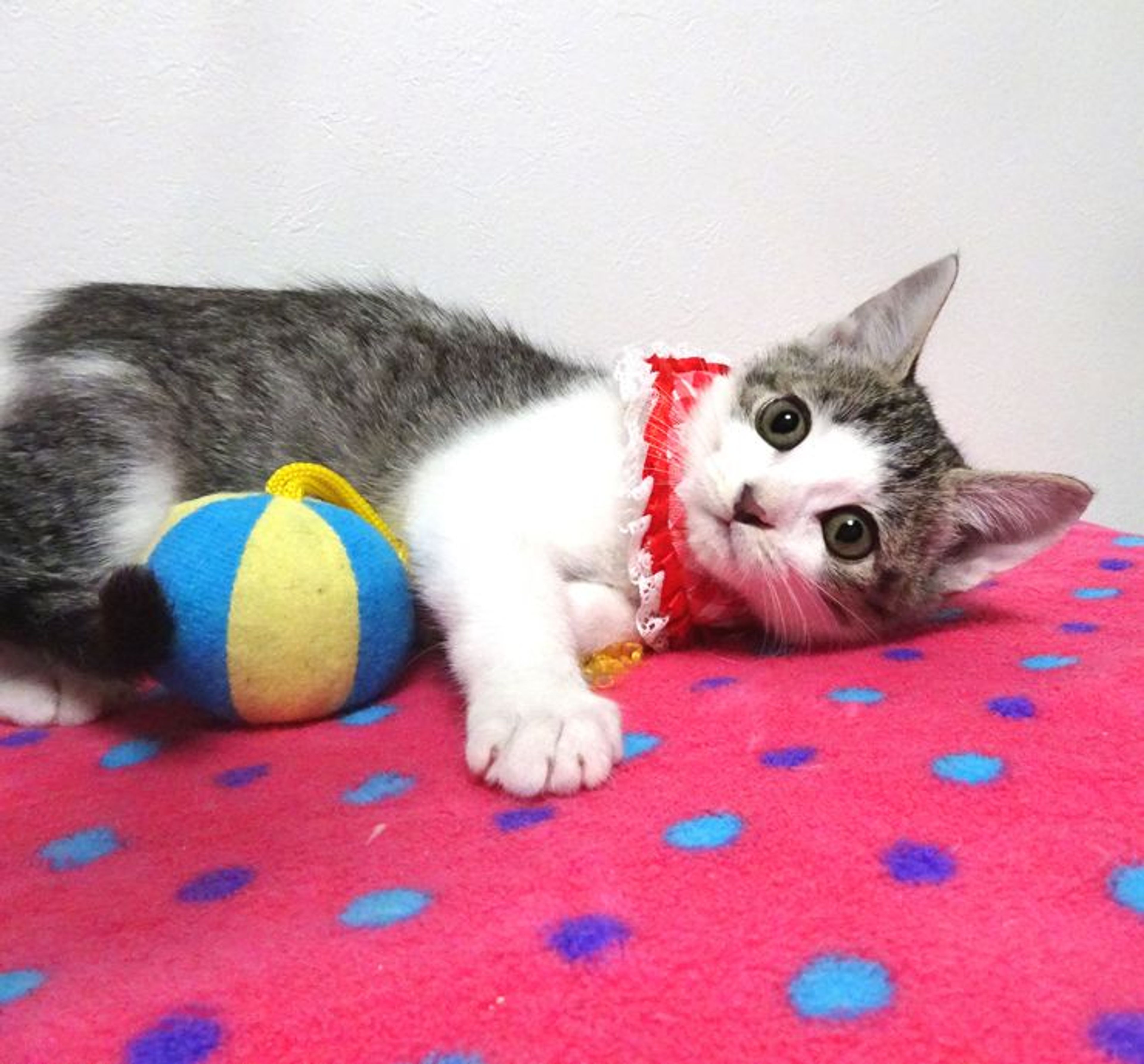 pet-image-3