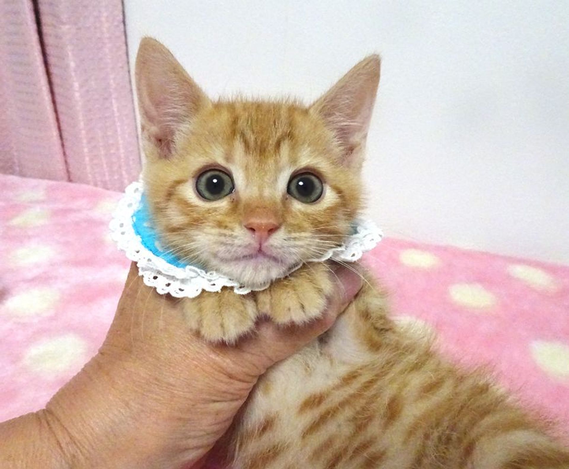 雑種（ミックス猫）・オスの里親募集の写真