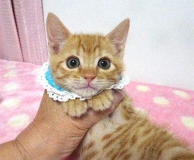 ココくんの写真