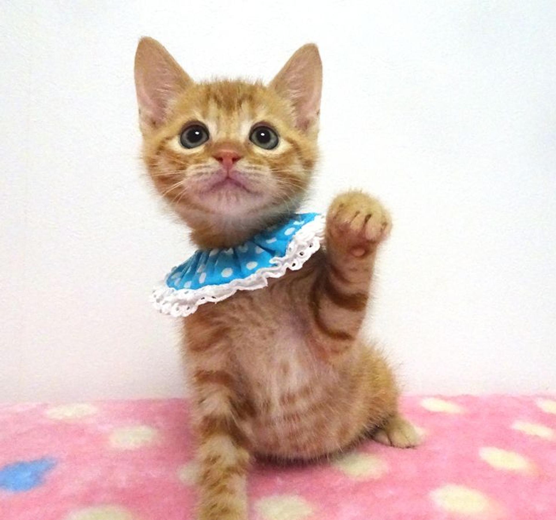 pet-image-3