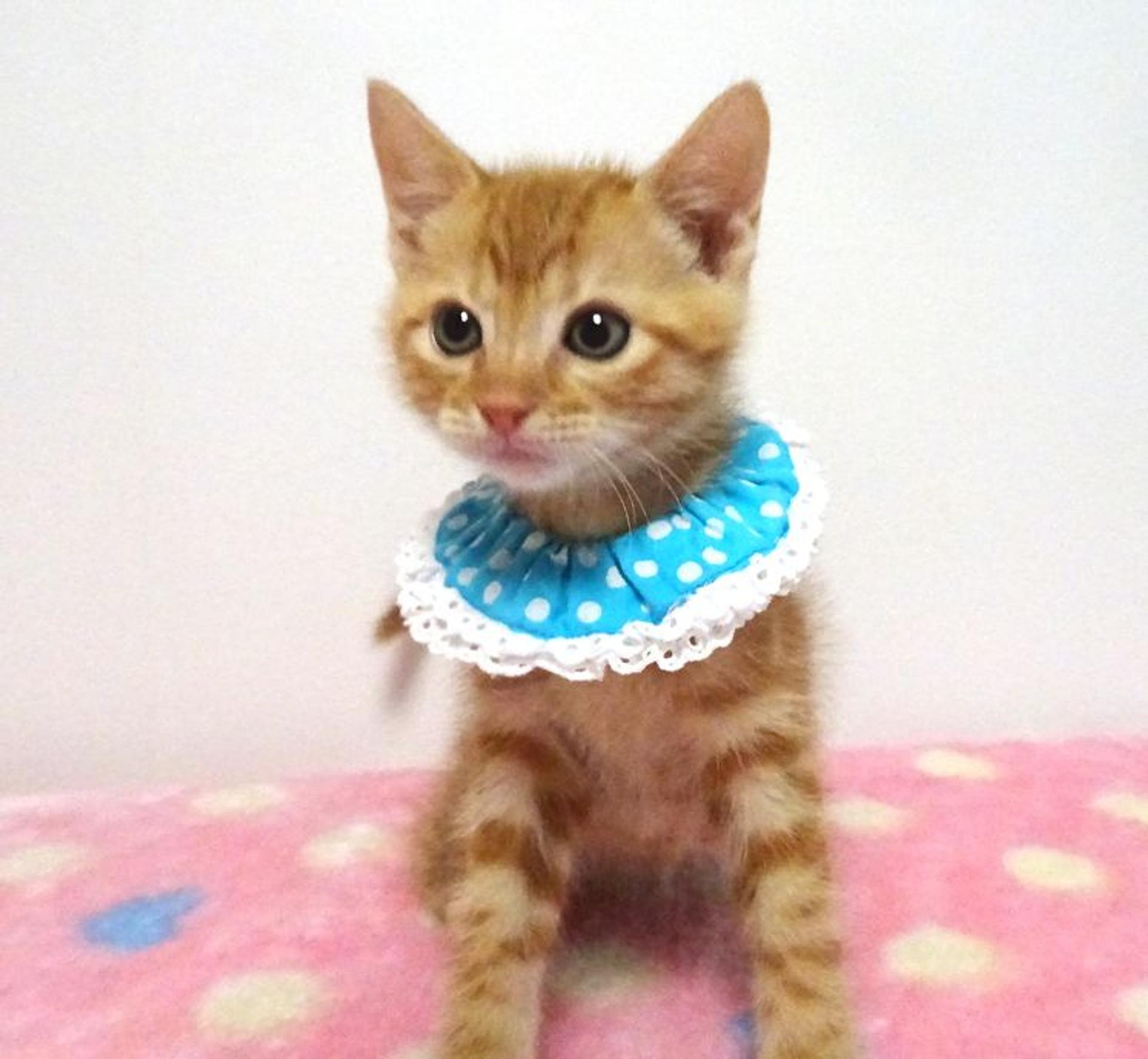 pet-image-4