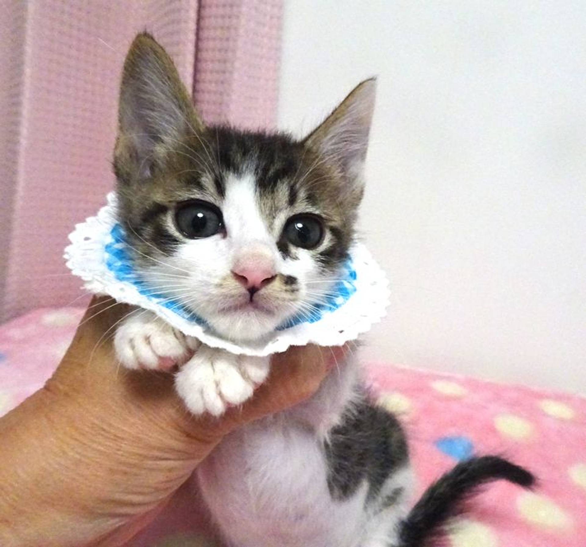 雑種（ミックス猫）・オスの里親募集の写真
