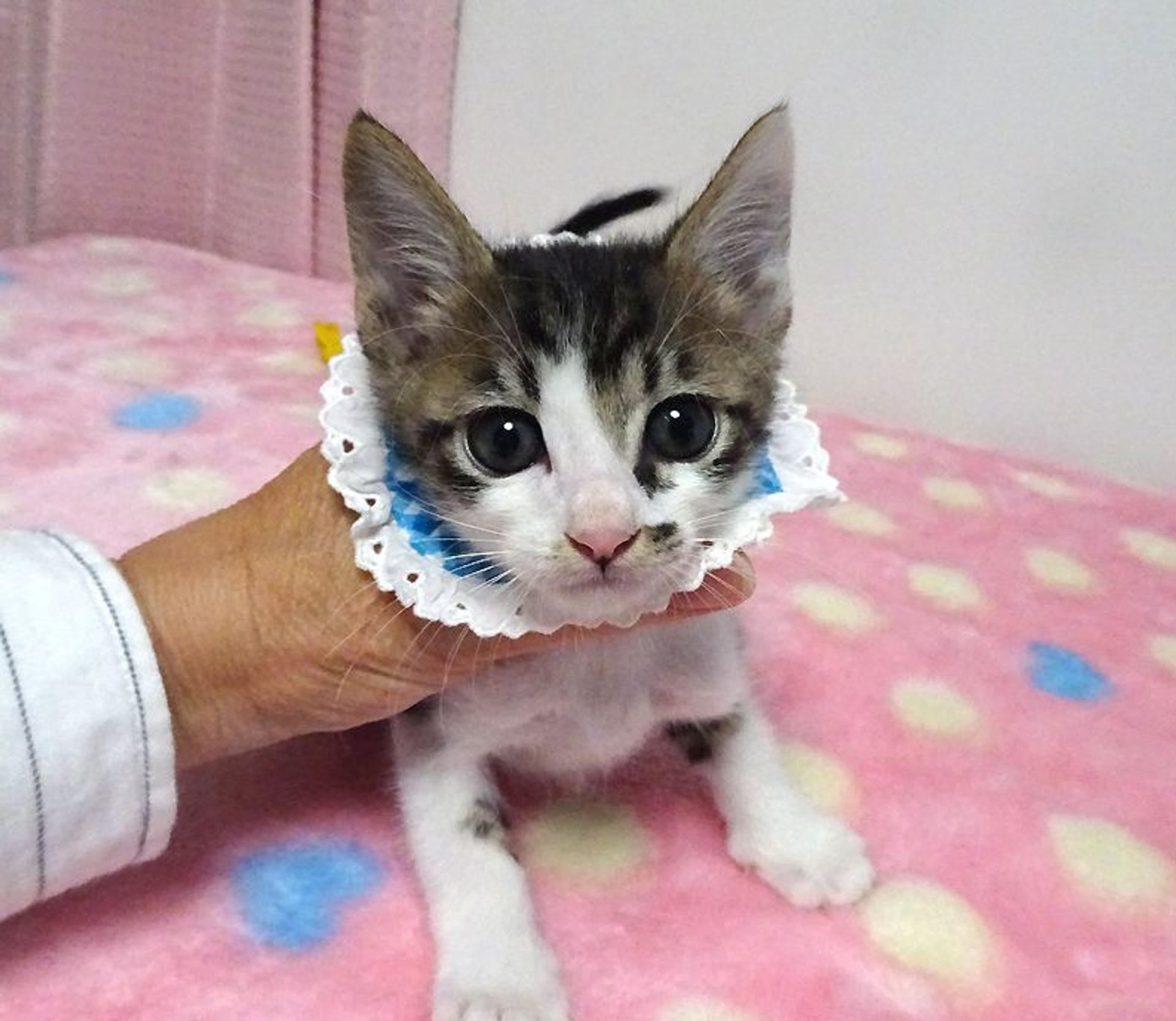 pet-image-2