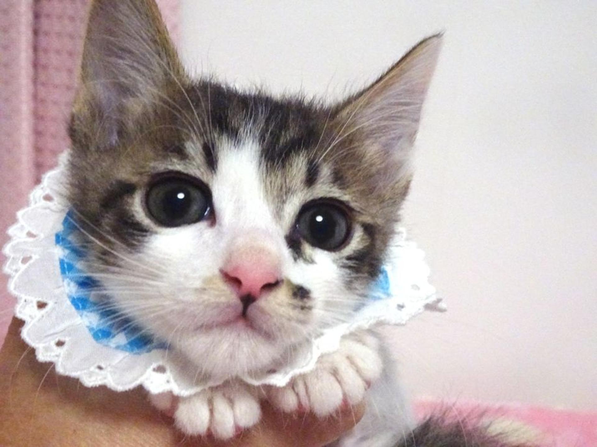 pet-image-3