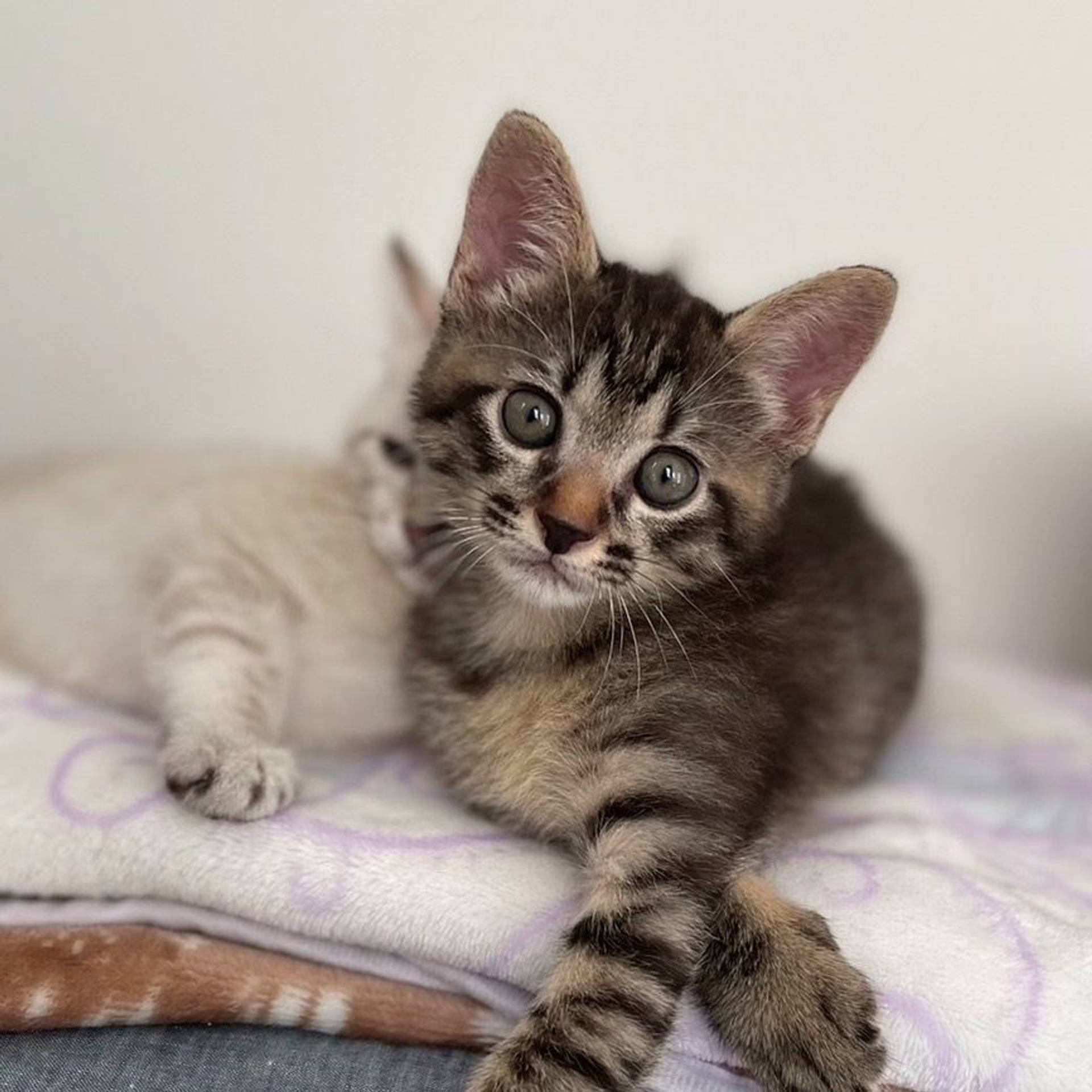 雑種（ミックス猫）・メスの里親募集の写真