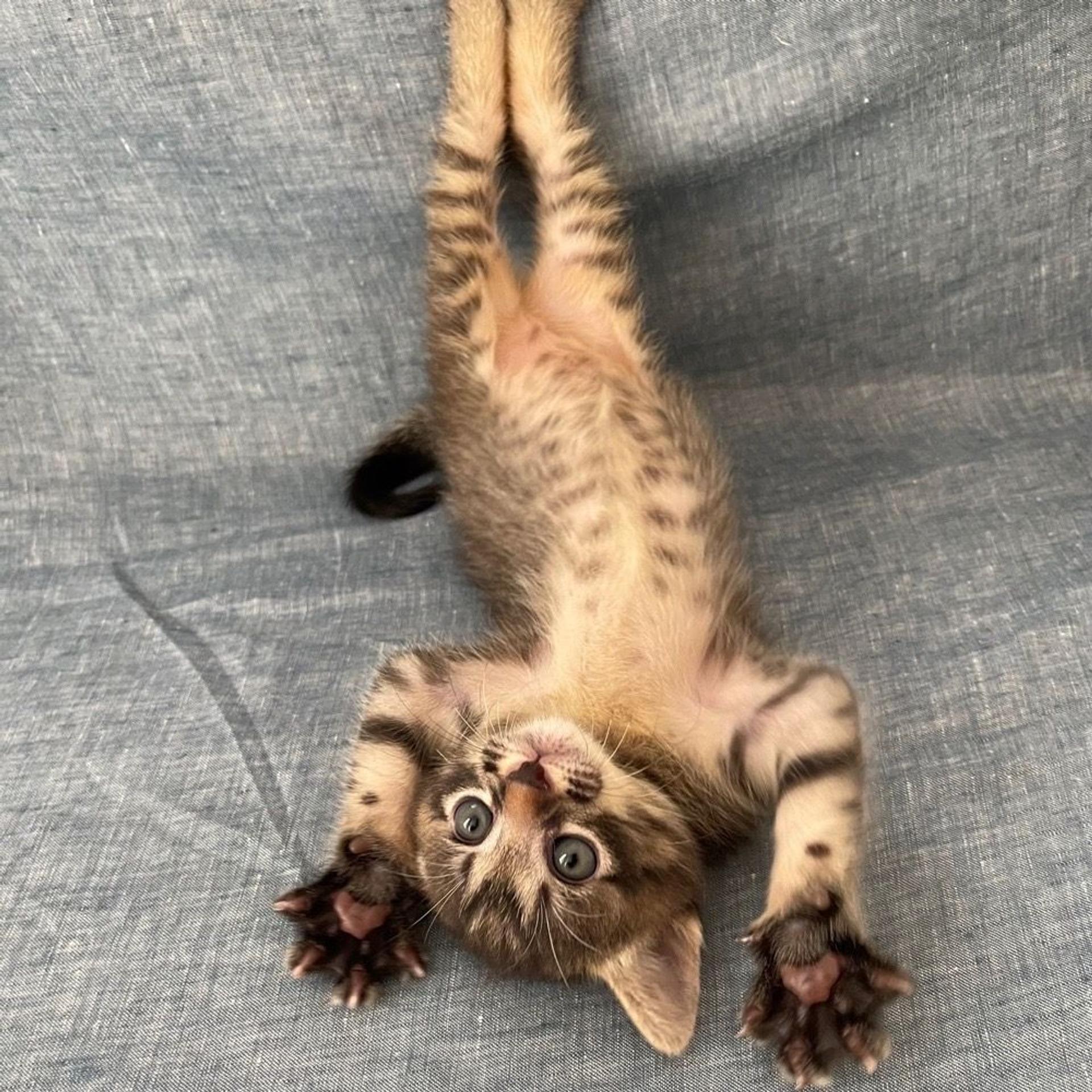 pet-image-3
