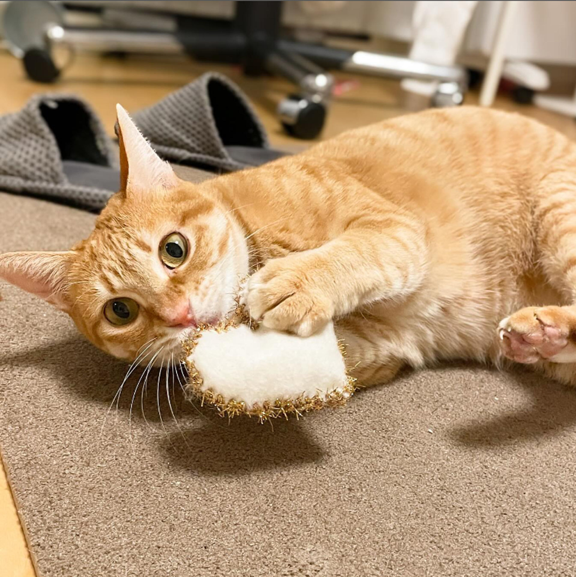 雑種（ミックス猫）・メスの里親募集の写真