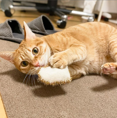 チキの写真