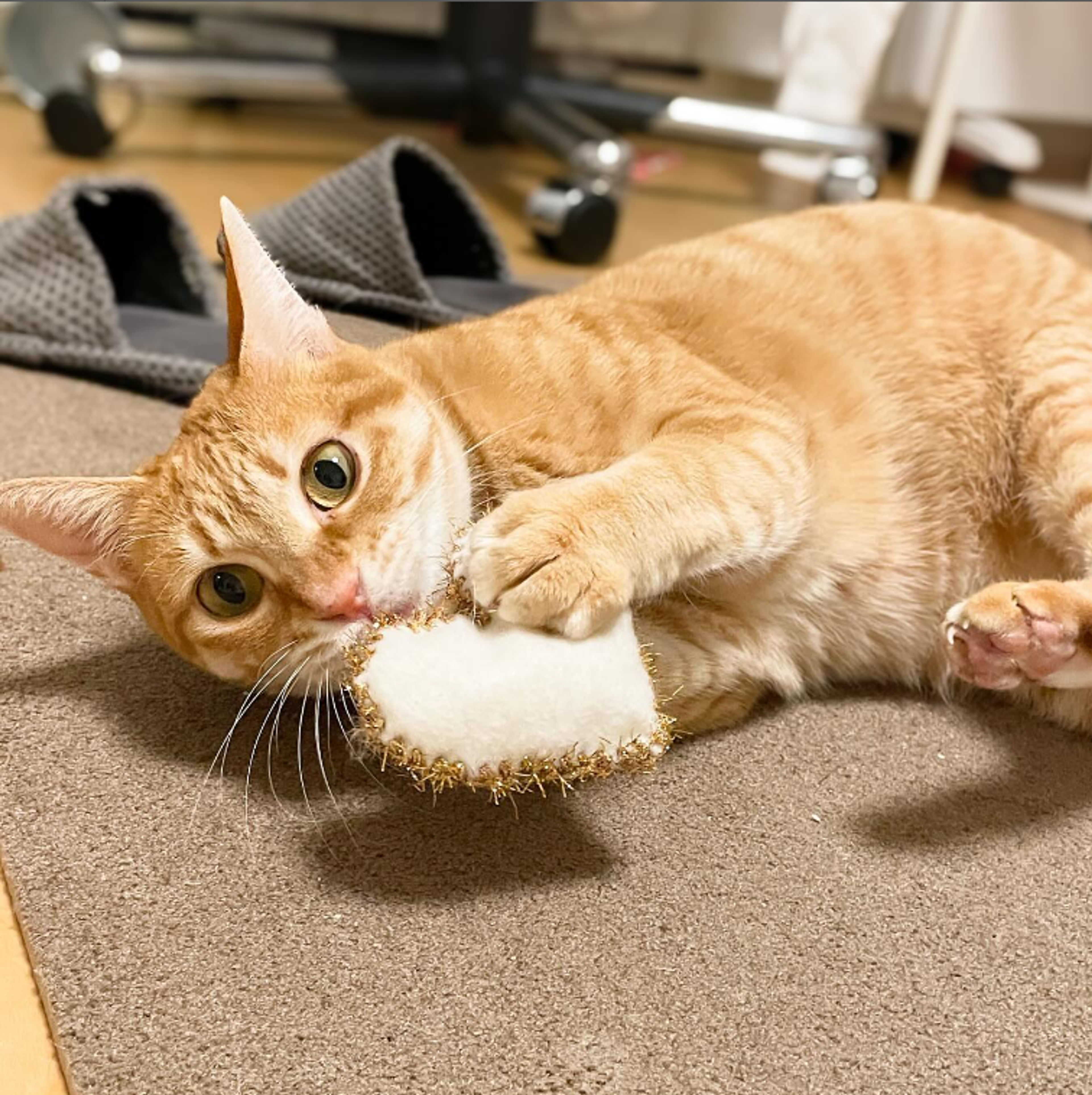 雑種（ミックス猫）・メスの里親募集の写真