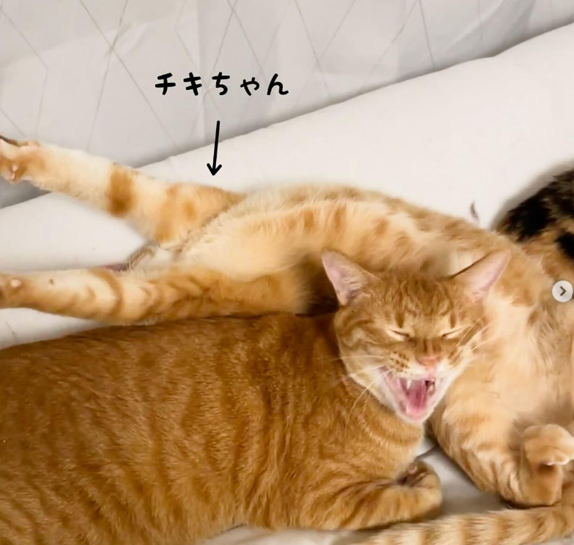 pet-image-5