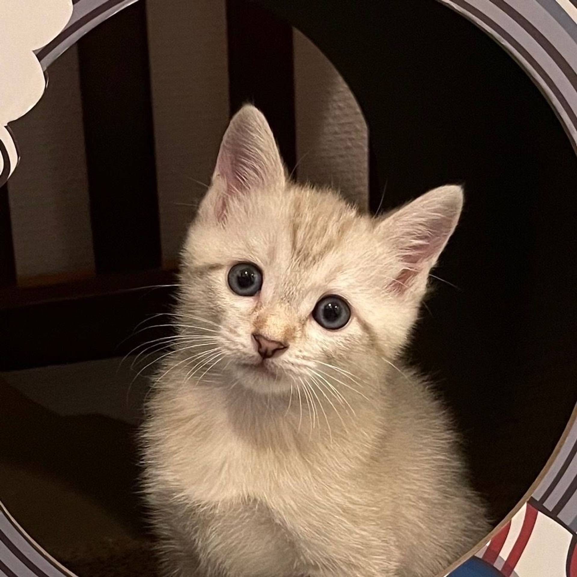 雑種（ミックス猫）・メスの里親募集の写真