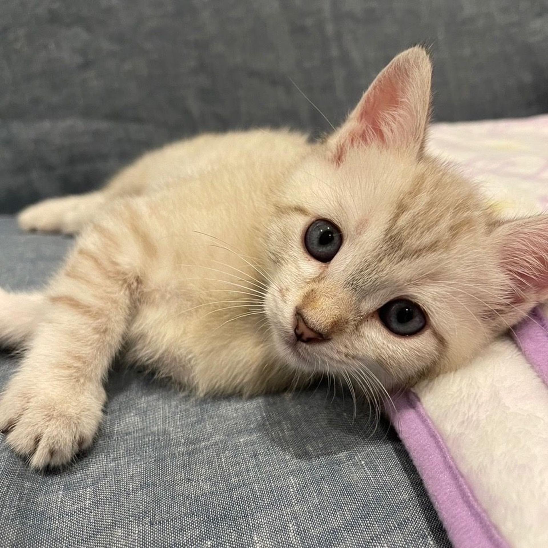 pet-image-2