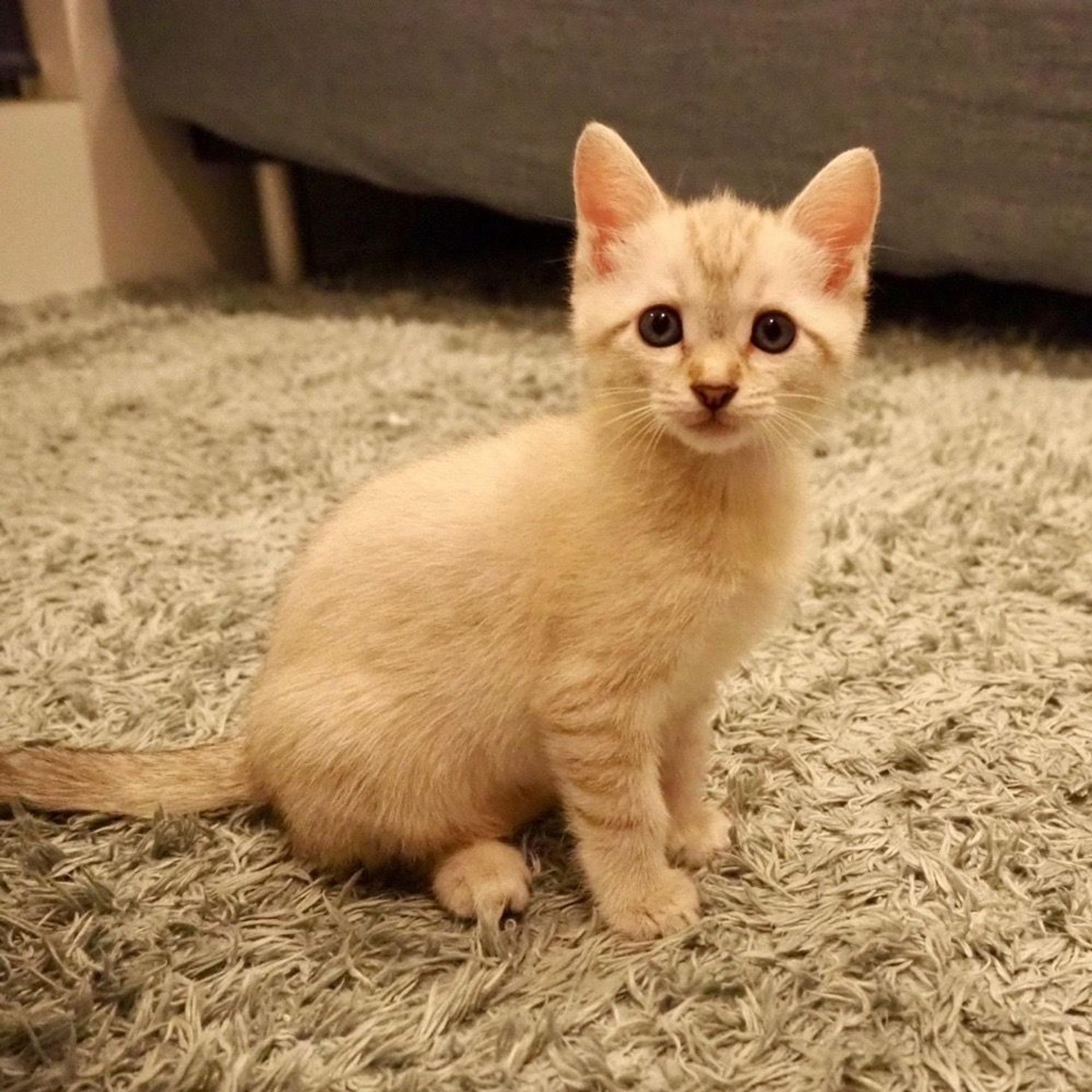 pet-image-3