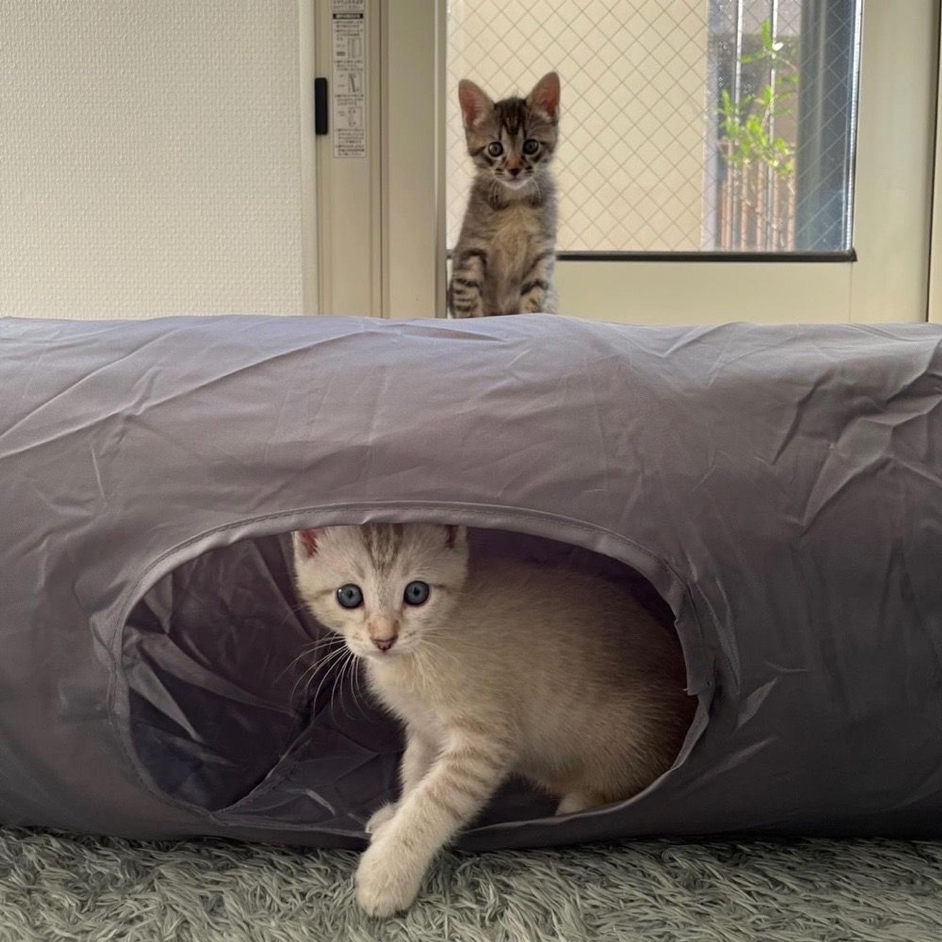 pet-image-6