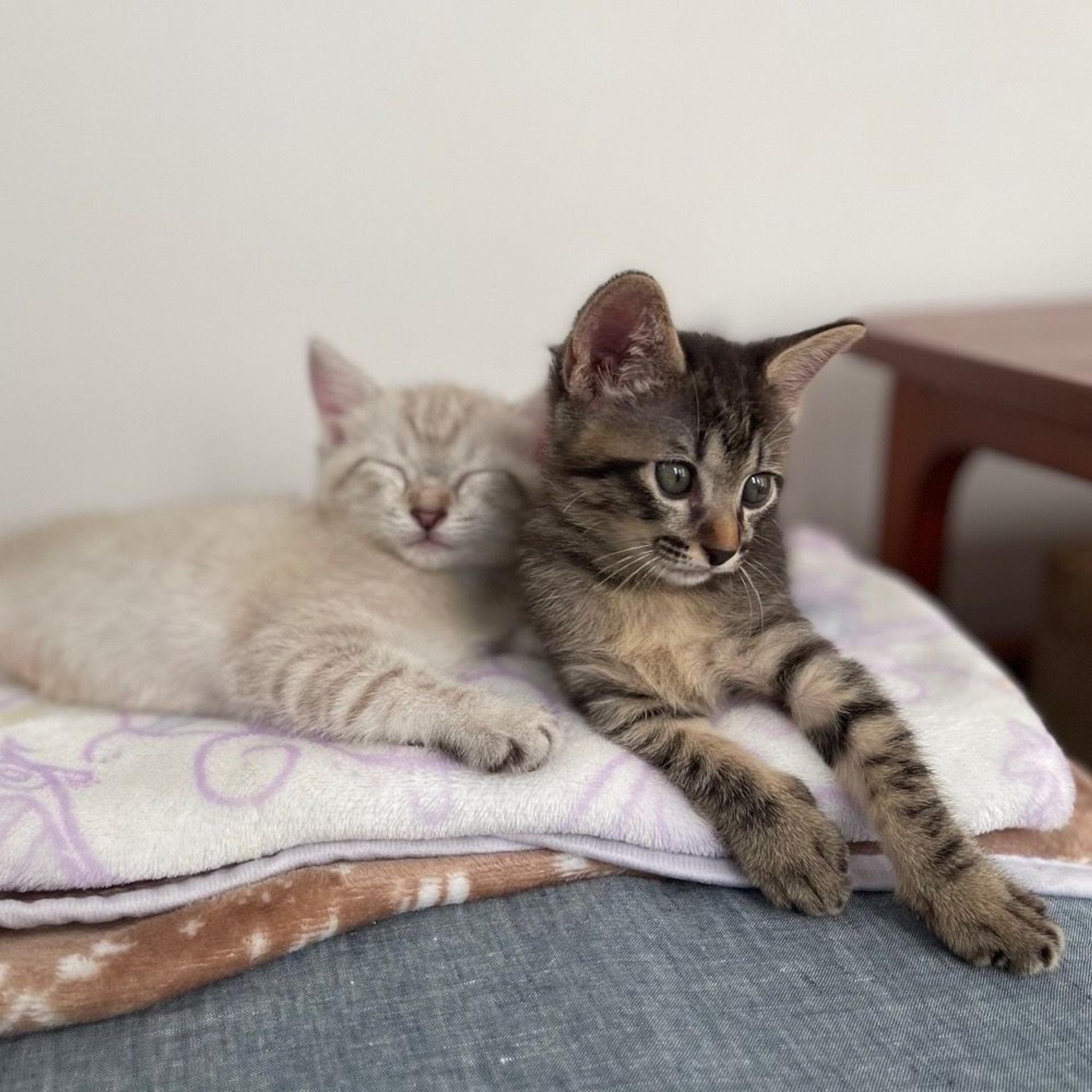pet-image-7