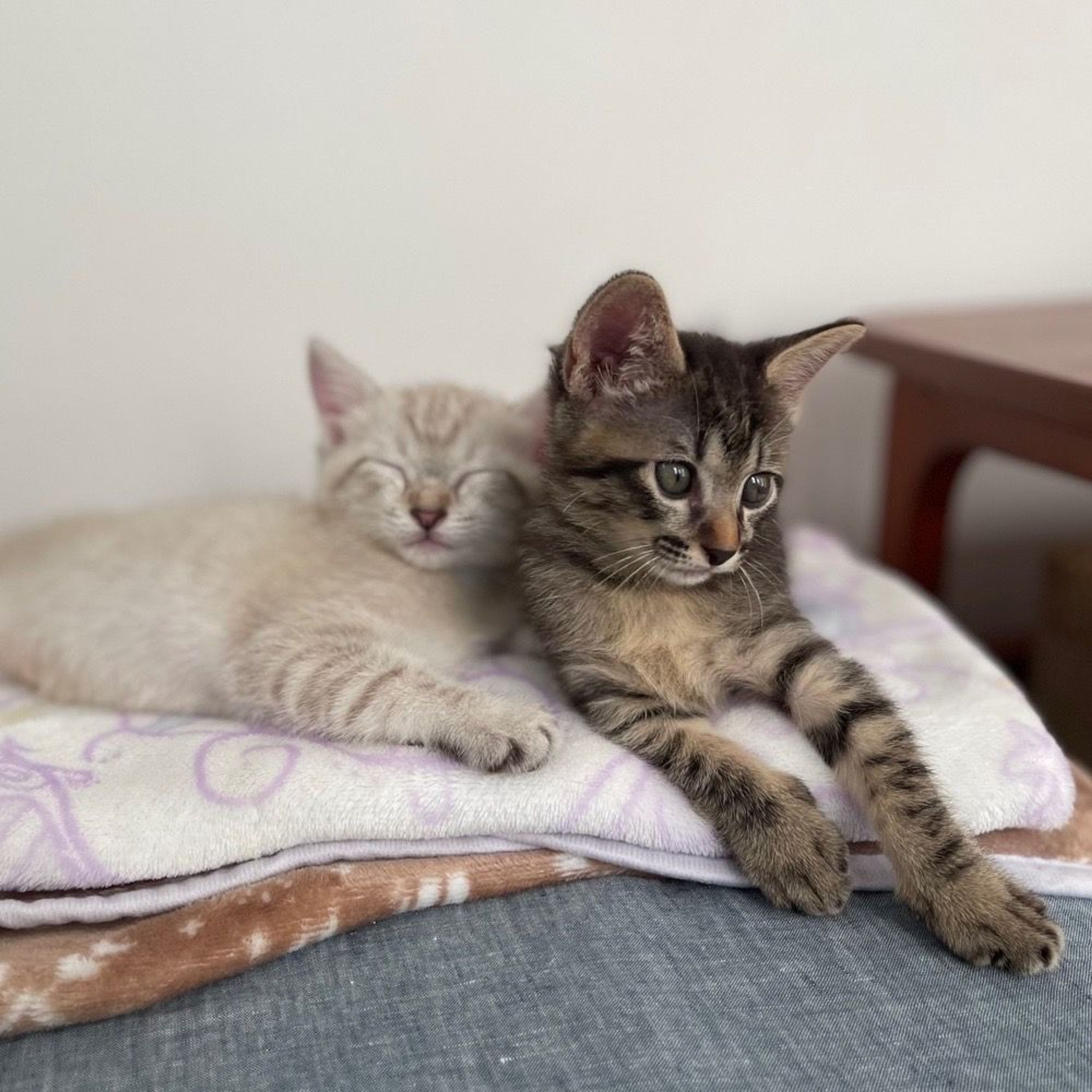 pet-image-7