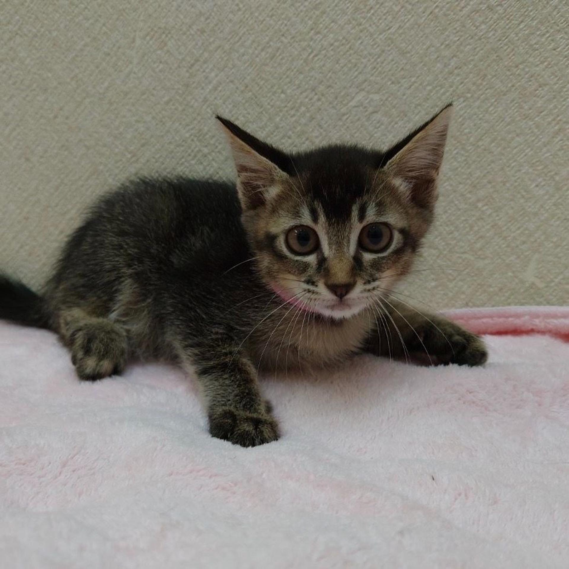 pet-image-2