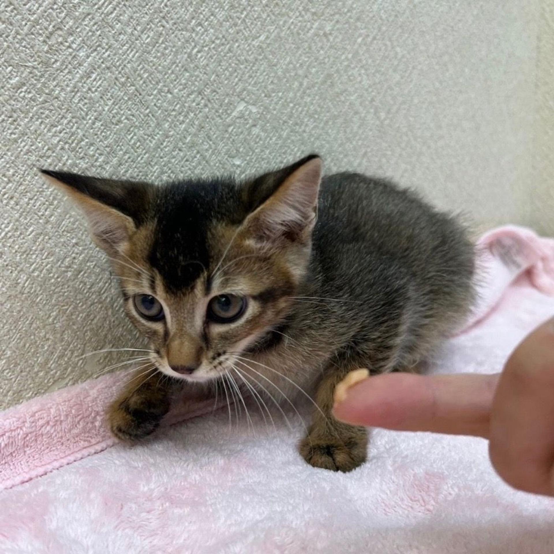 pet-image-5