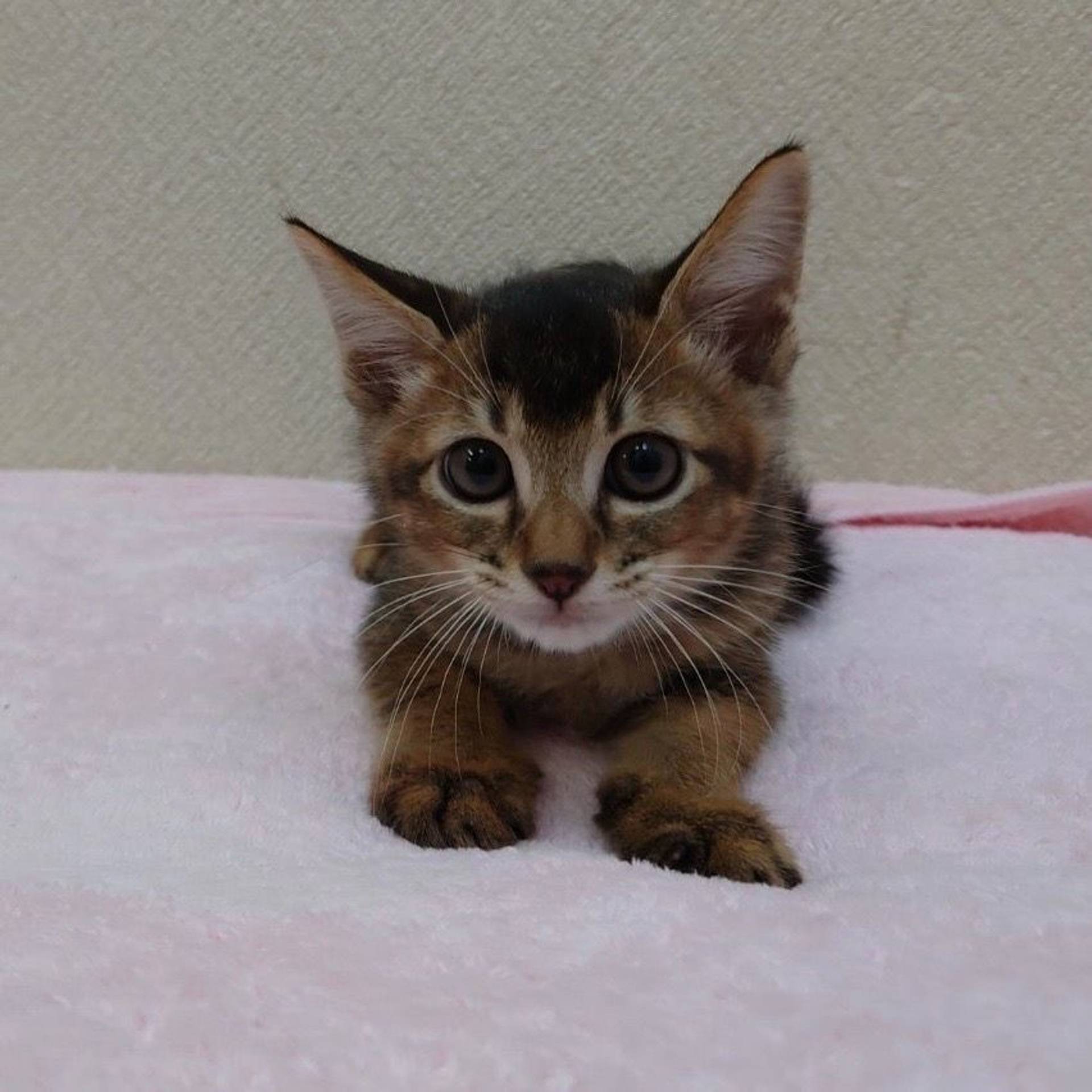雑種（ミックス猫）・オスの里親募集の写真