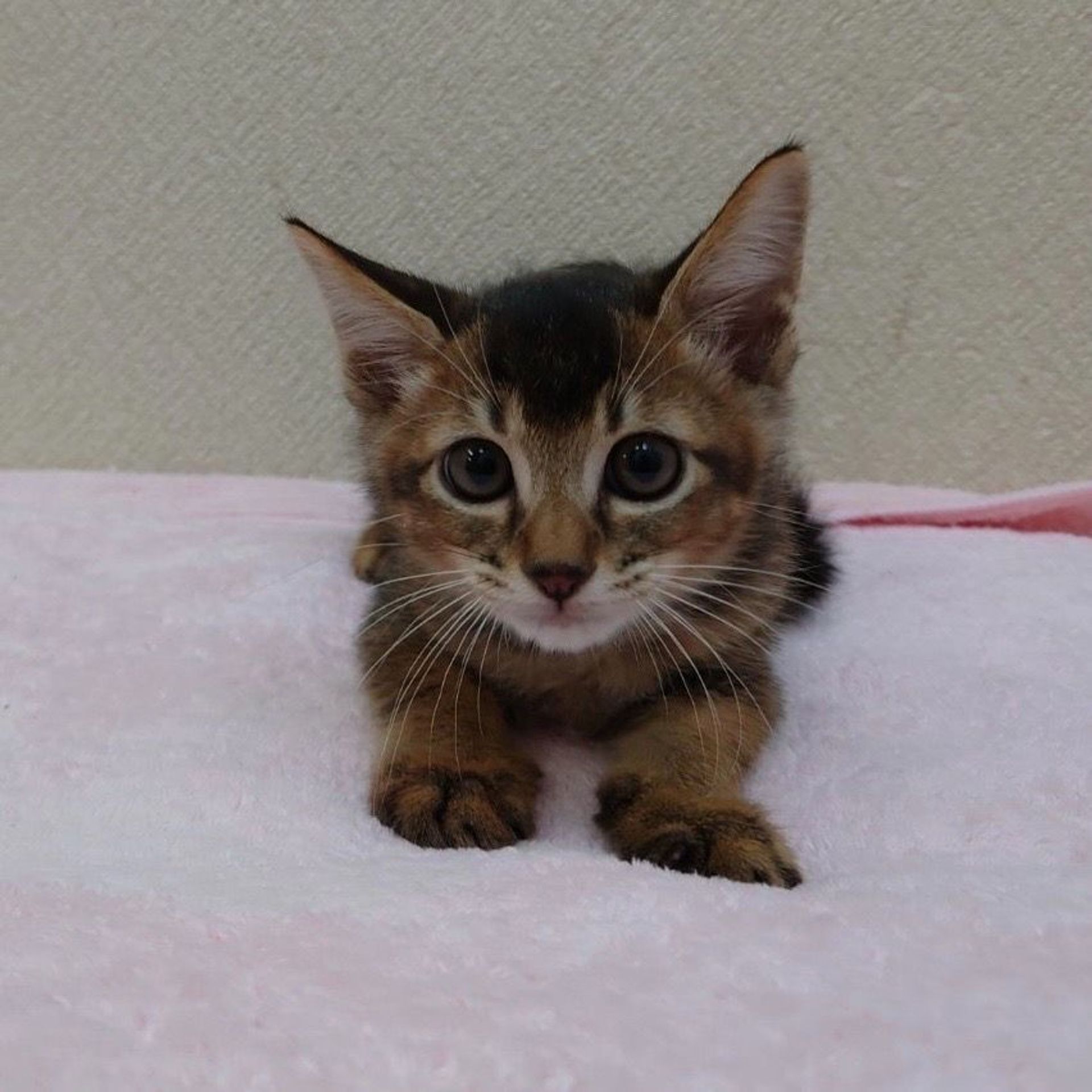 雑種（ミックス猫）・オスの里親募集の写真