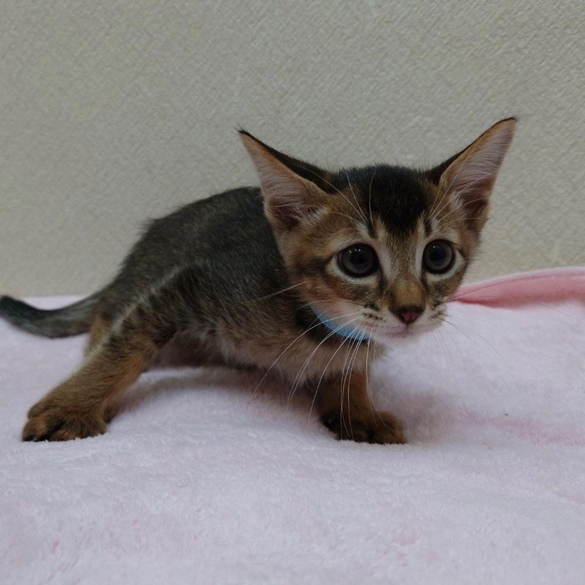 pet-image-2