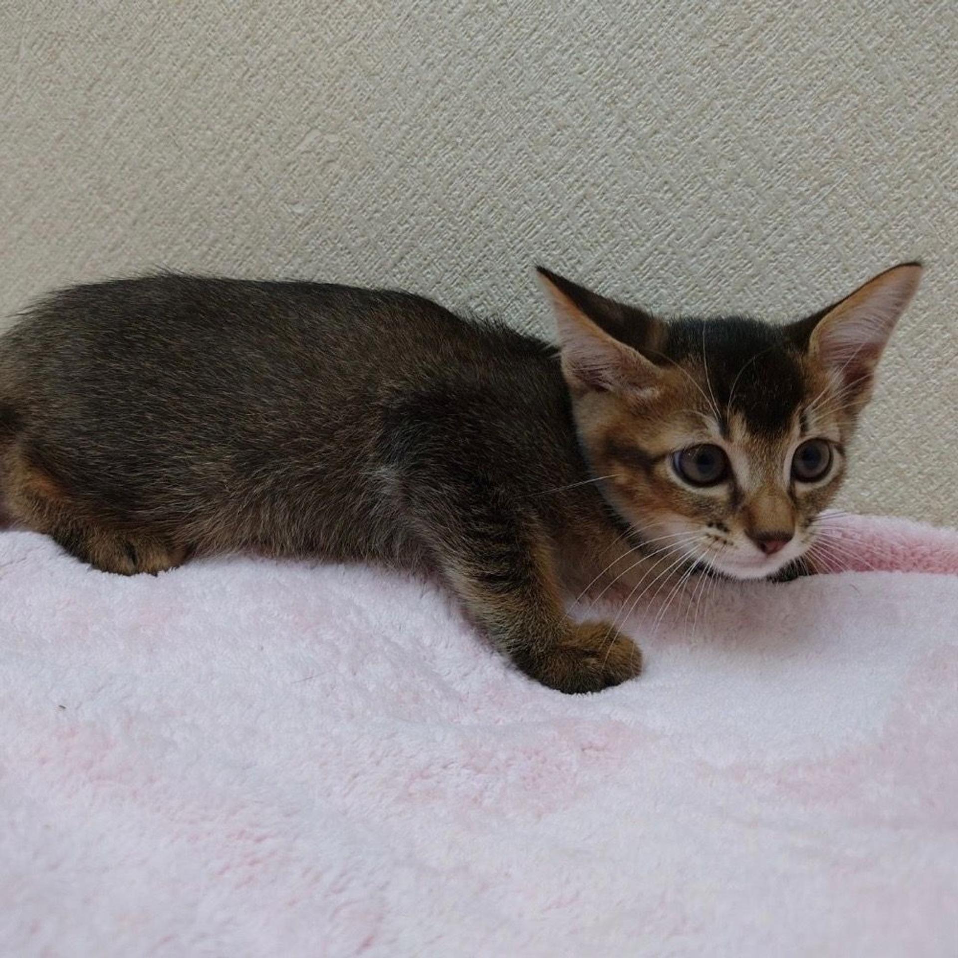 pet-image-4