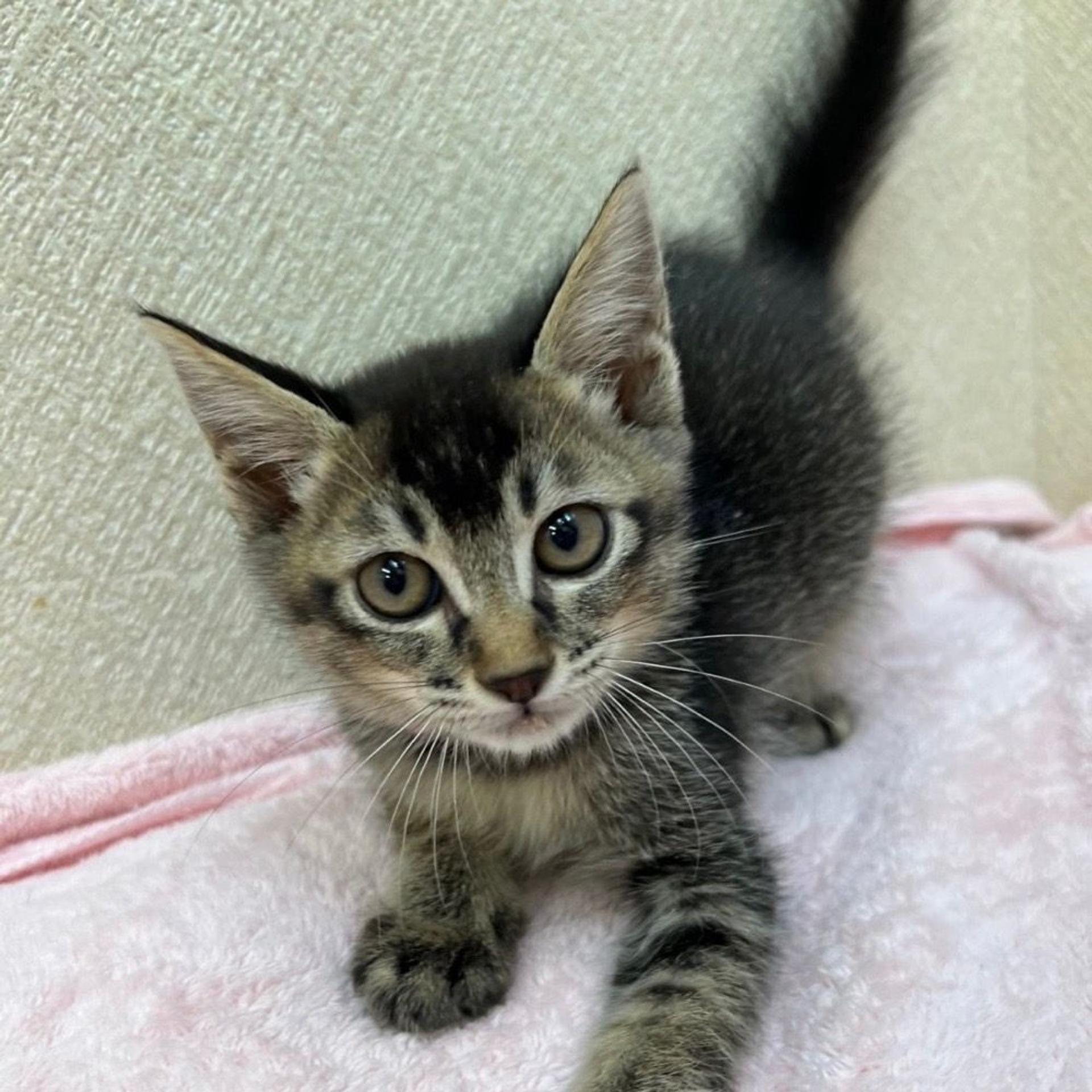 pet-image-5