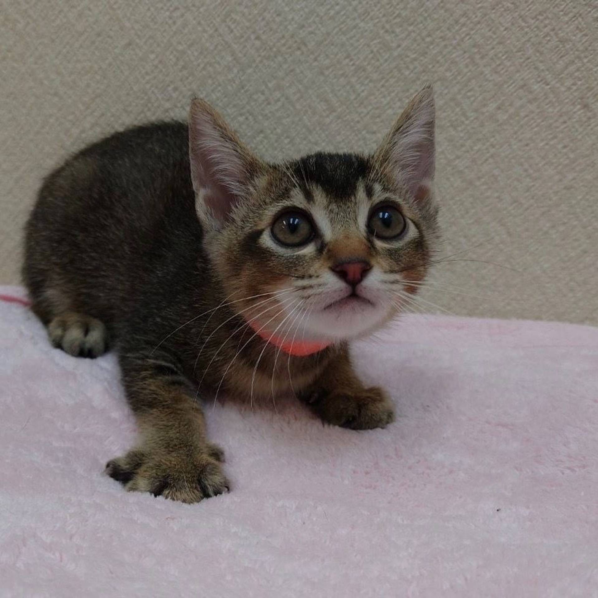 雑種（ミックス猫）・メスの里親募集の写真