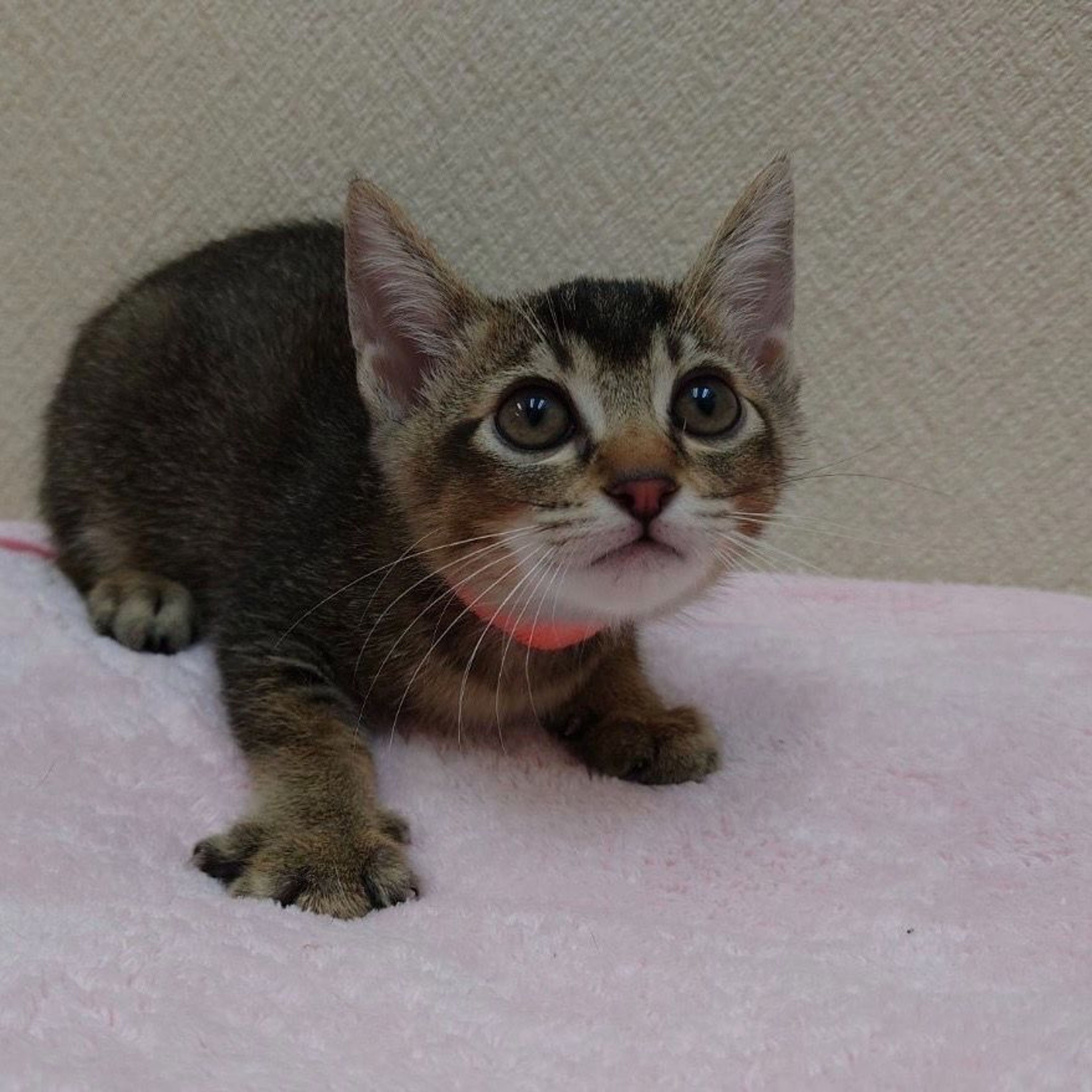 雑種（ミックス猫）・メスの里親募集の写真