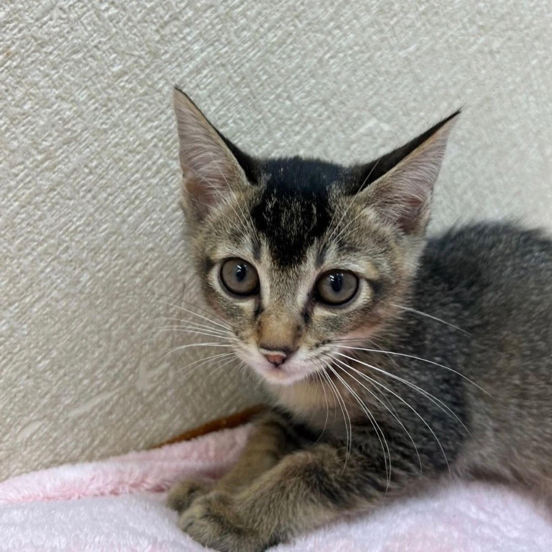 pet-image-2