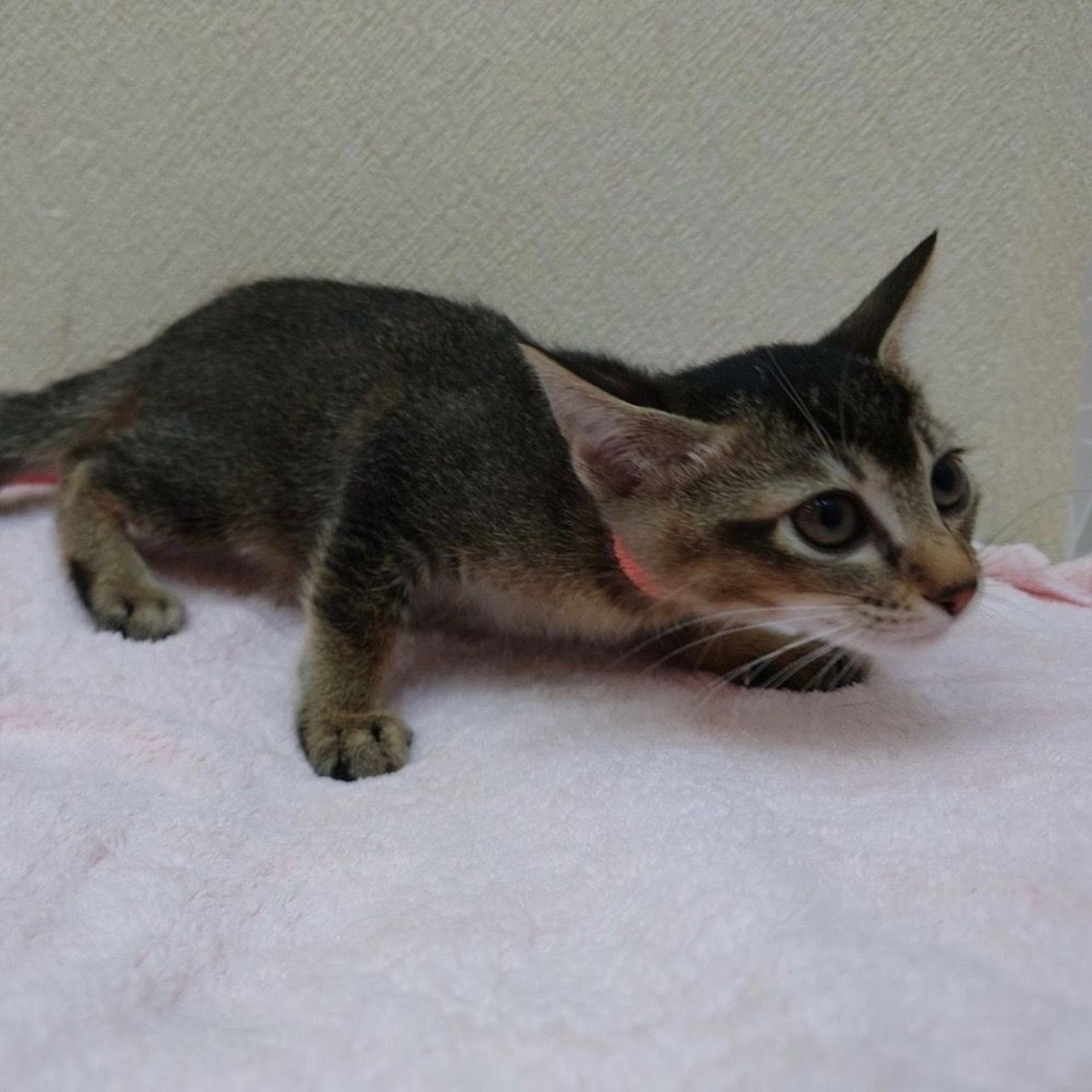 pet-image-4