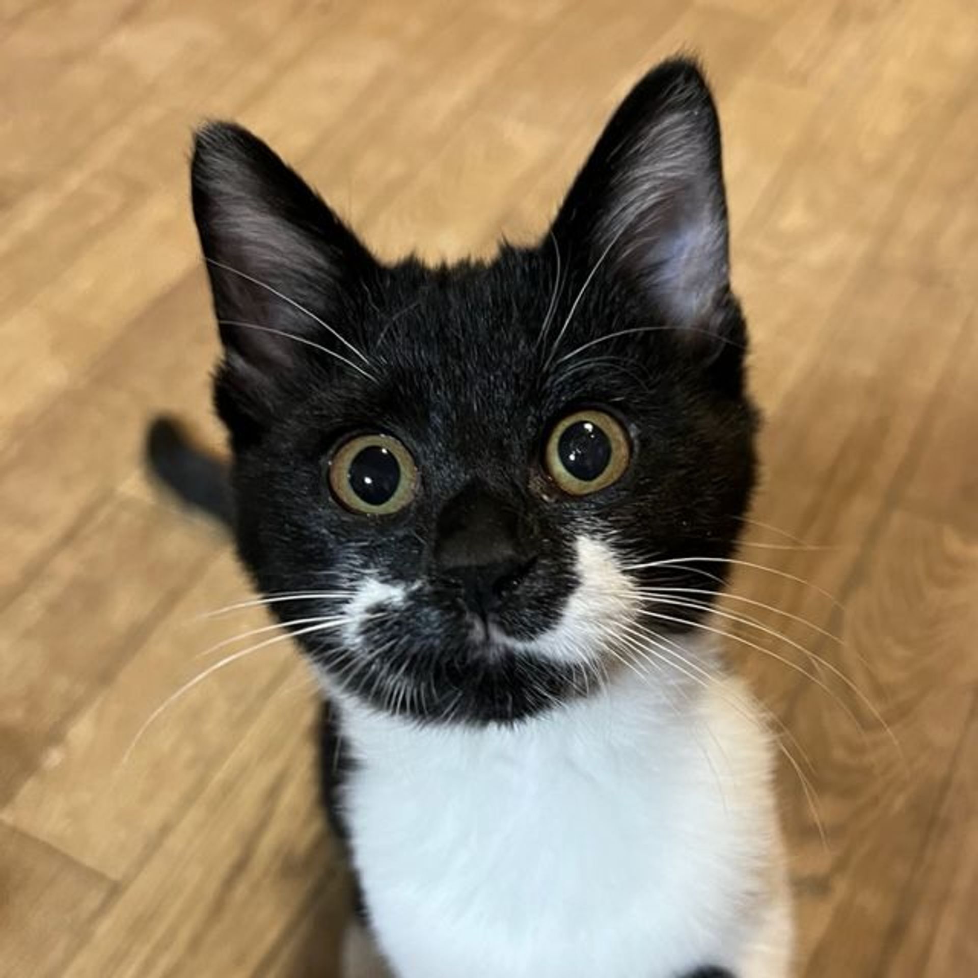 雑種（ミックス猫）・メスの里親募集の写真