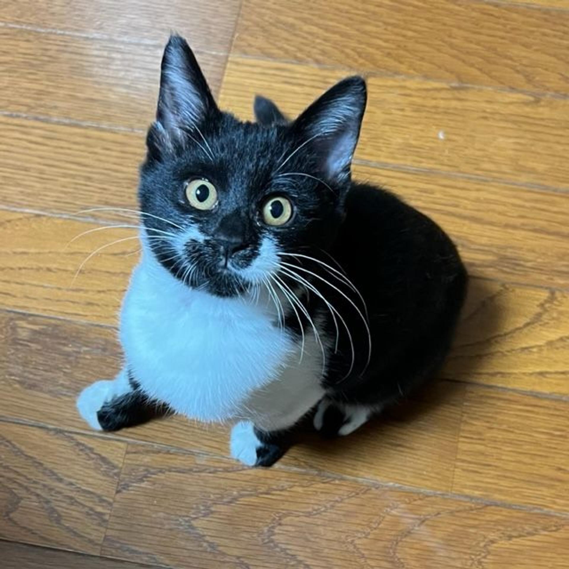 pet-image-2