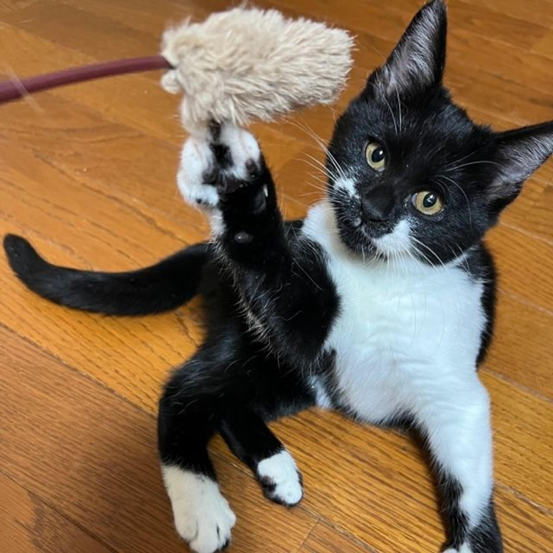 pet-image-4