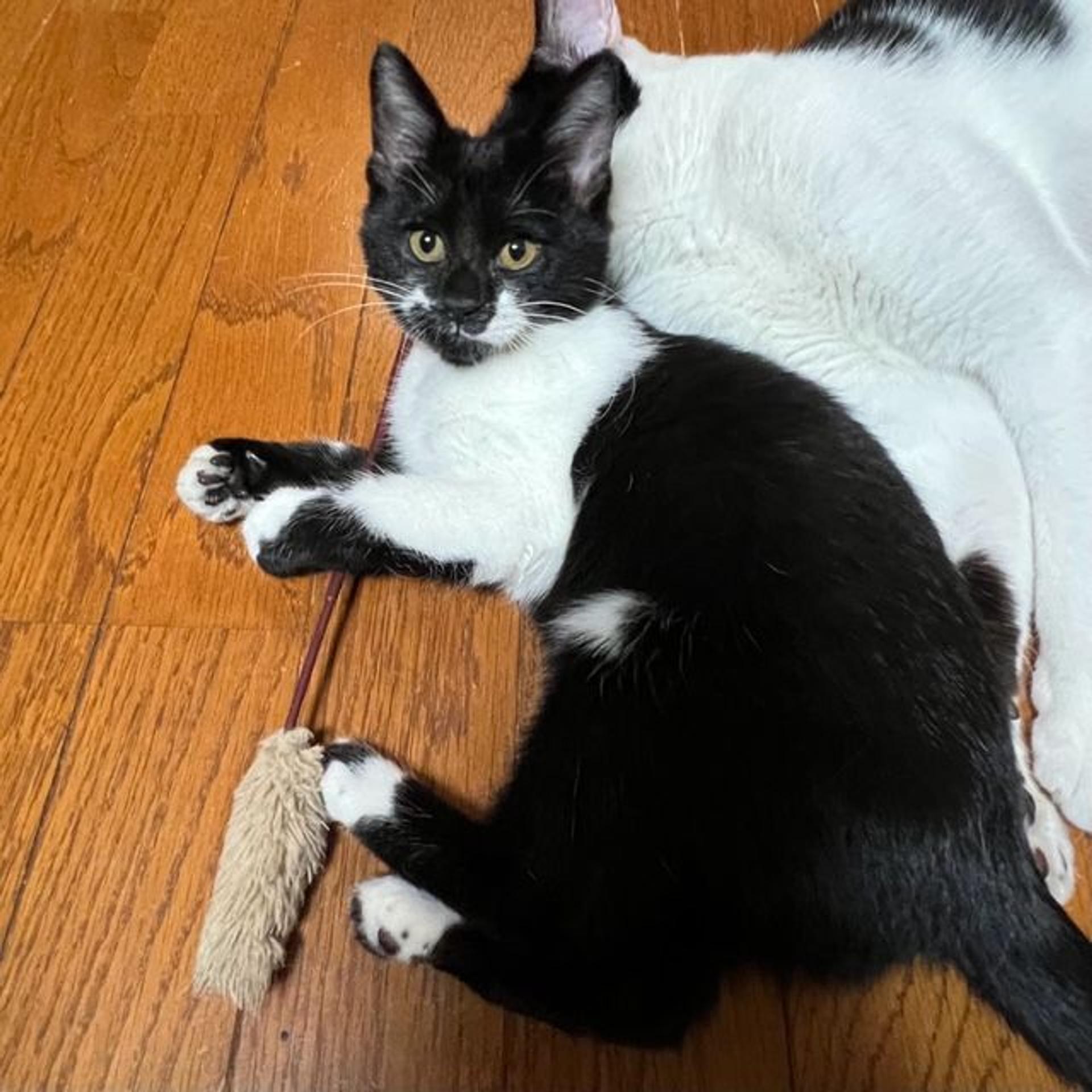 pet-image-6