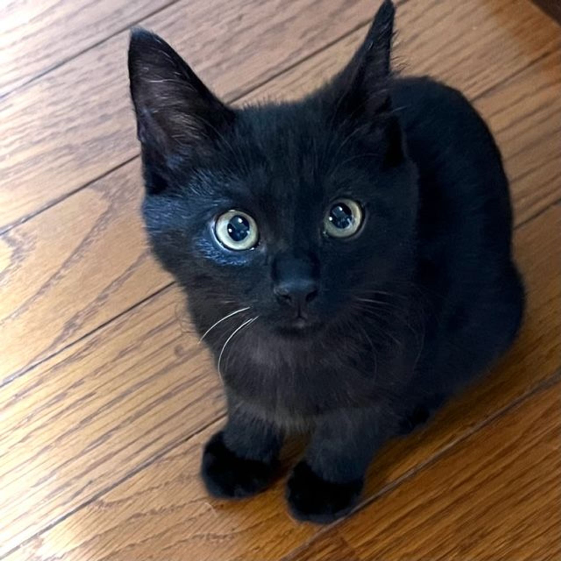 雑種（ミックス猫）・オスの里親募集の写真