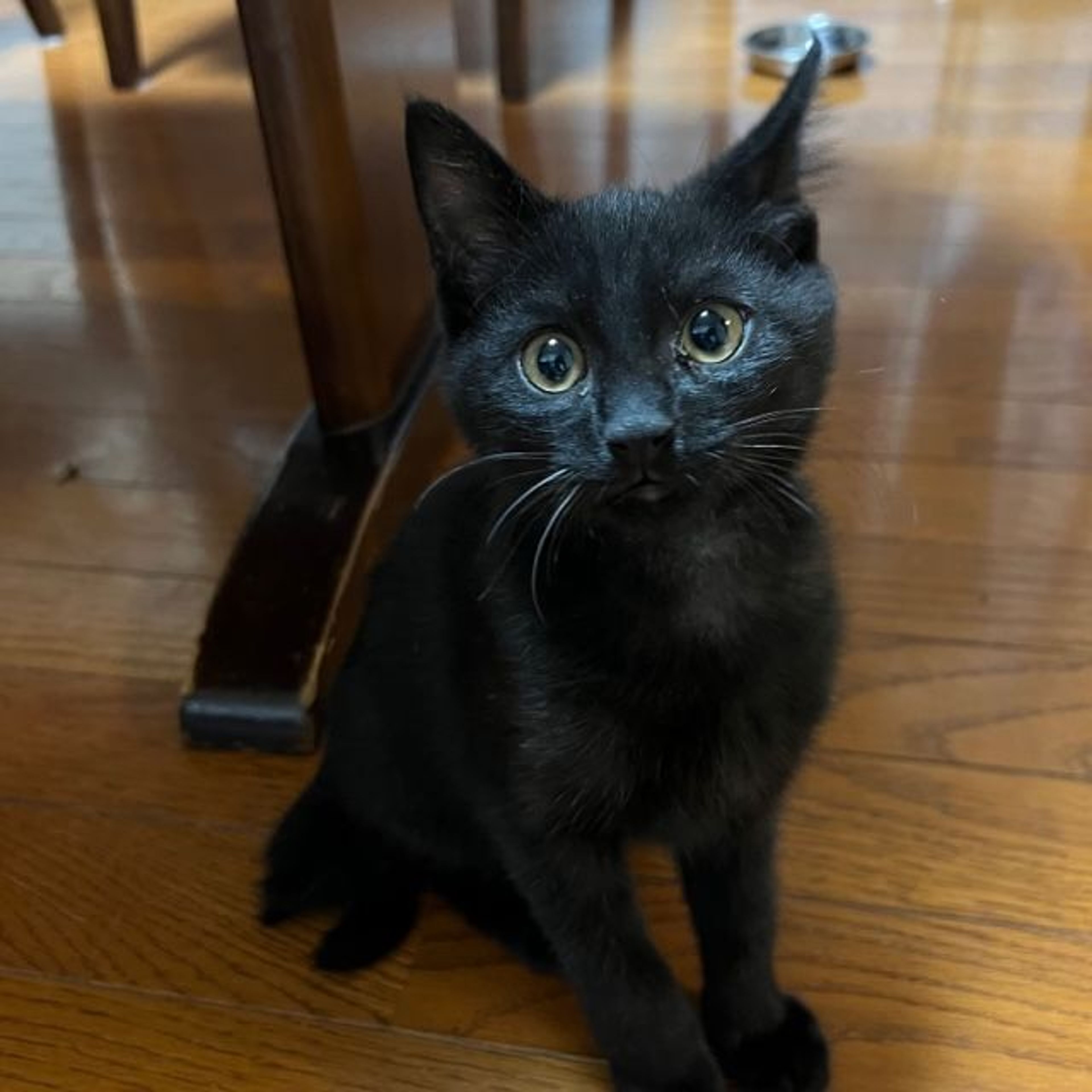 pet-image-3
