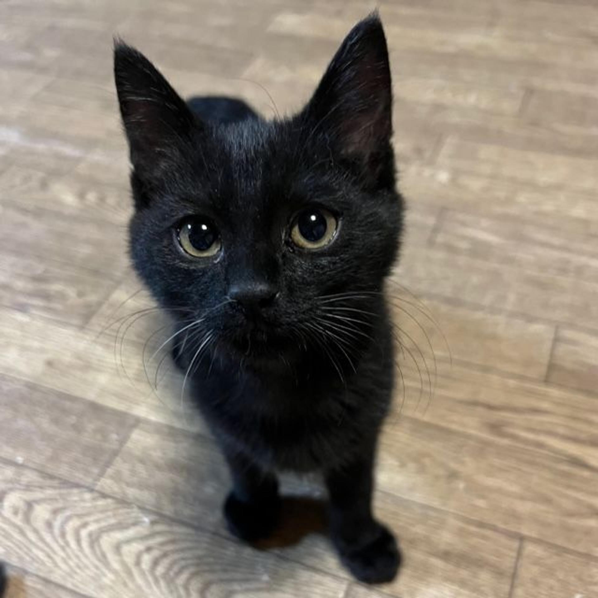 pet-image-4