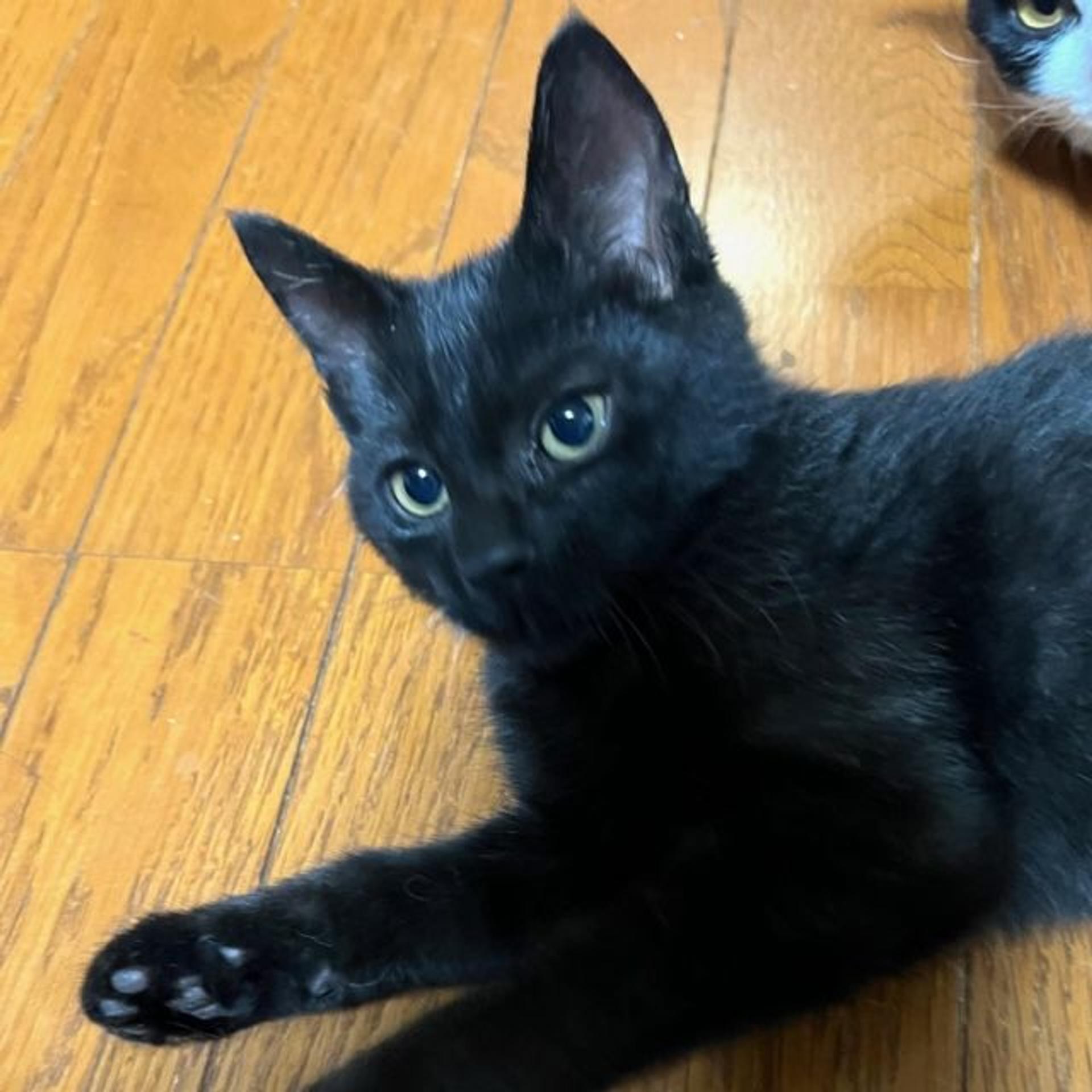 pet-image-5
